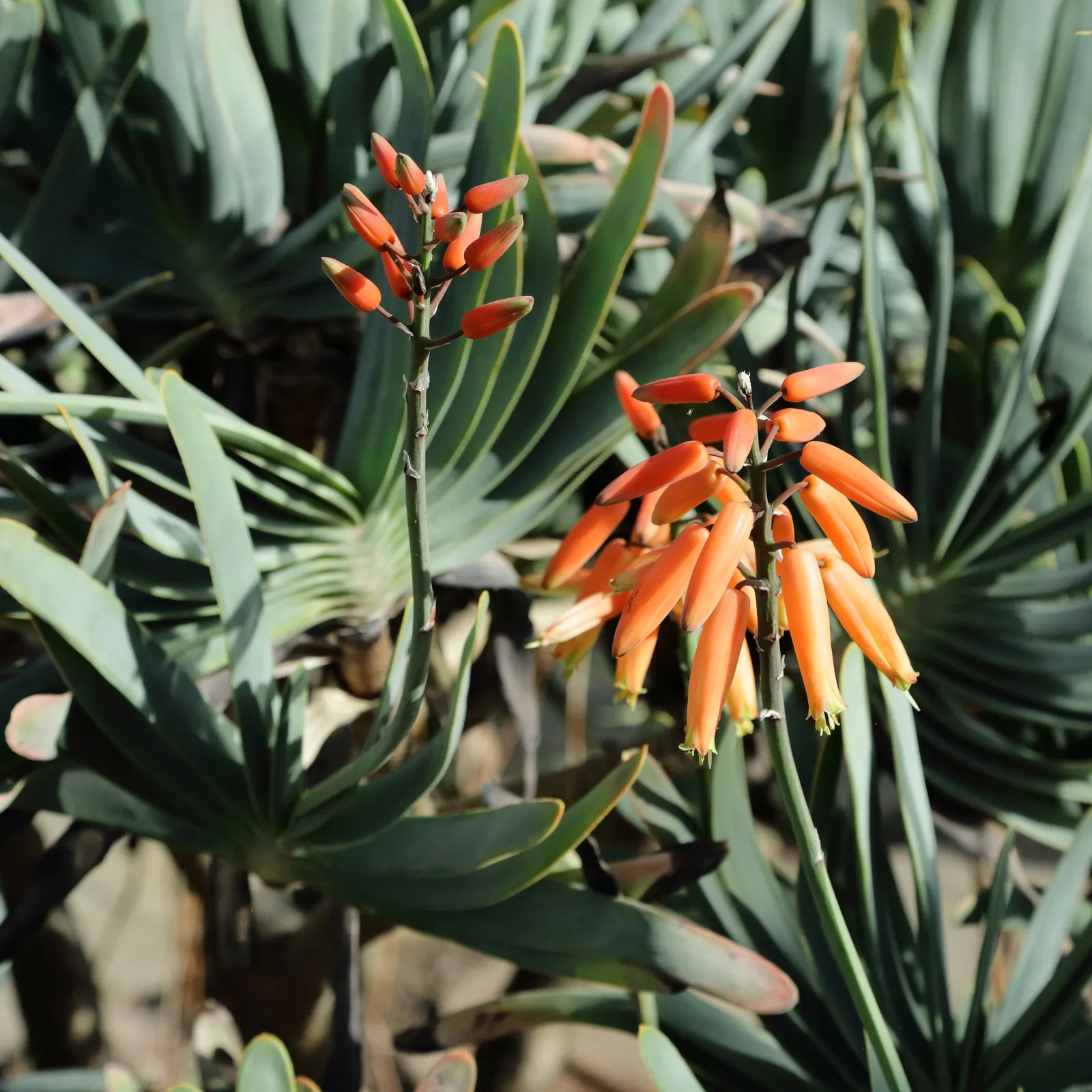 Fan Aloe (Aloe Plicatilis) — thriving in well-drained soil with minimal supplemental watering necessary after its root system has developed; this aloe produces