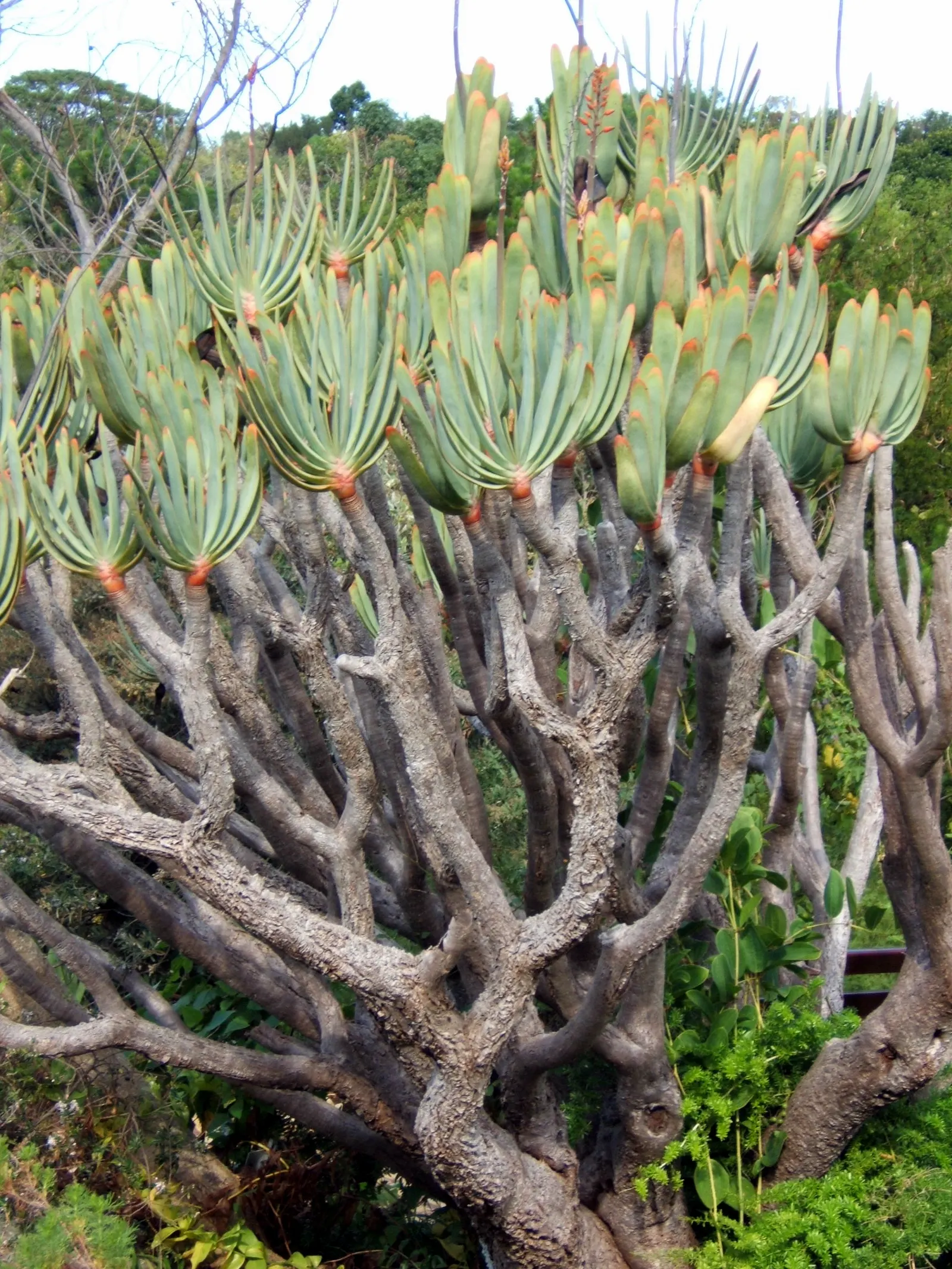 Fan Aloe (Aloe Plicatilis) — is a distinctive succulent tree; each branch terminates in a fan-like arrangement of long, image 86