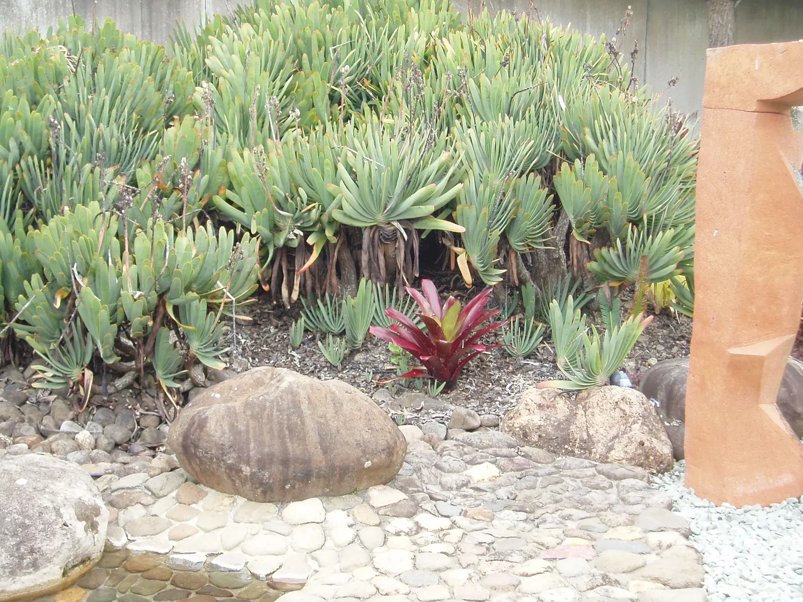 Fan Aloe (Aloe Plicatilis) — is a distinctive succulent tree