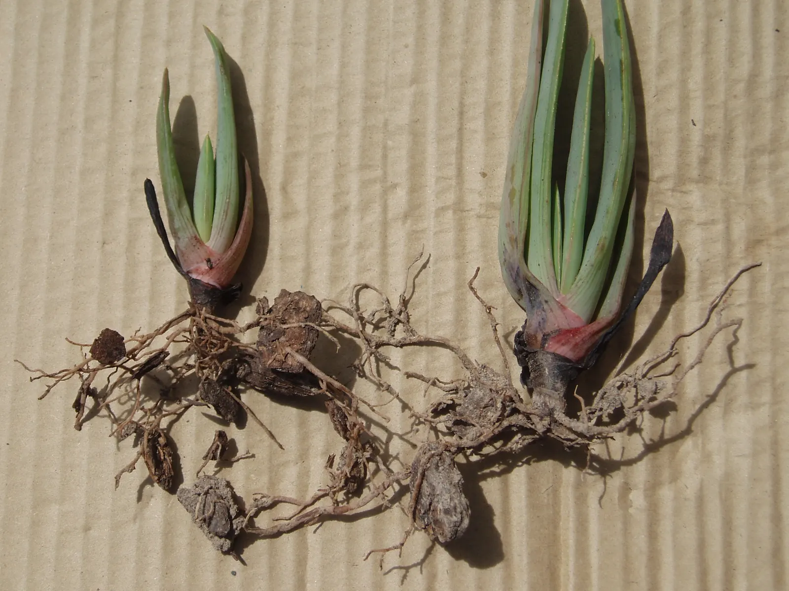 Fan Aloe (Aloe Plicatilis) — scientifically known as Aloe plicatilis; this aloe produces tall spikes of tubular