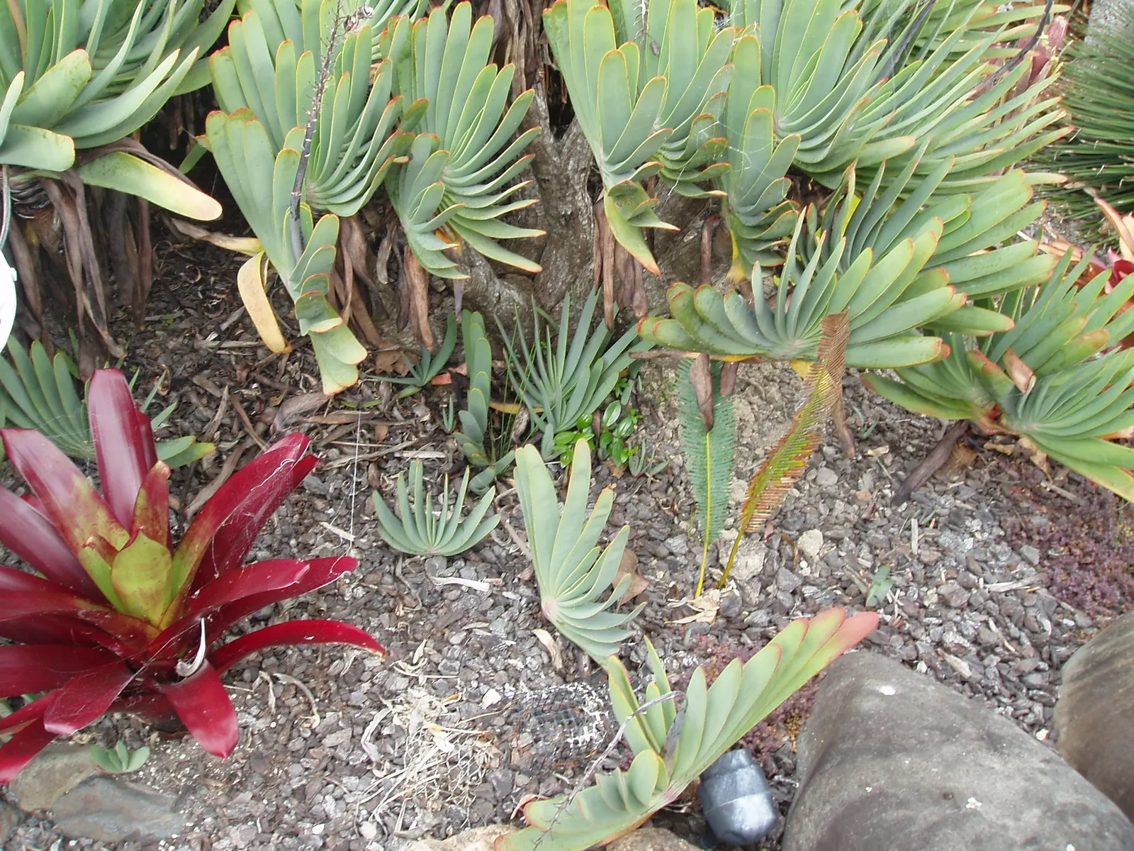 Fan Aloe (Aloe Plicatilis) — The leaves are a blue-green color; it typically reaches 5 to 10 feet tall and spans 4 to 6 feet wide