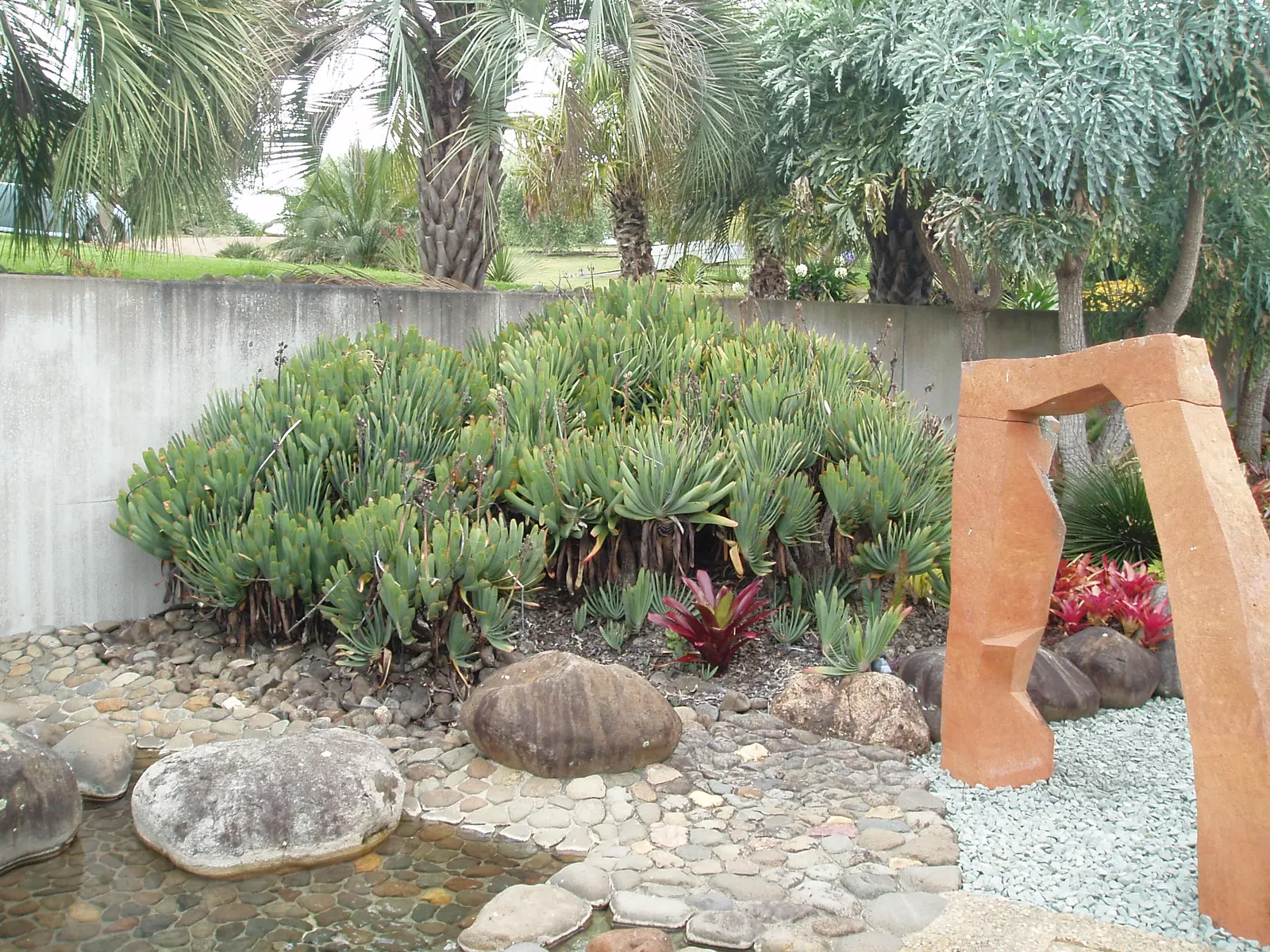 Fan Aloe (Aloe Plicatilis) — flat leaves that can grow up to 2 feet in length and about 1.5 inches in width; this aloe produces tall spikes of tubular