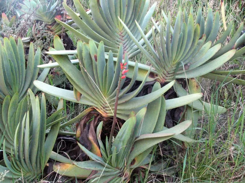 Fan Aloe (Aloe Plicatilis) — this aloe produces tall spikes of tubular, image 39
