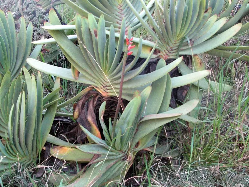 Fan Aloe (Aloe Plicatilis) — Ideal for accentuating xeriscapes or rock gardens; each branch terminates in a fan-like arrangement of long