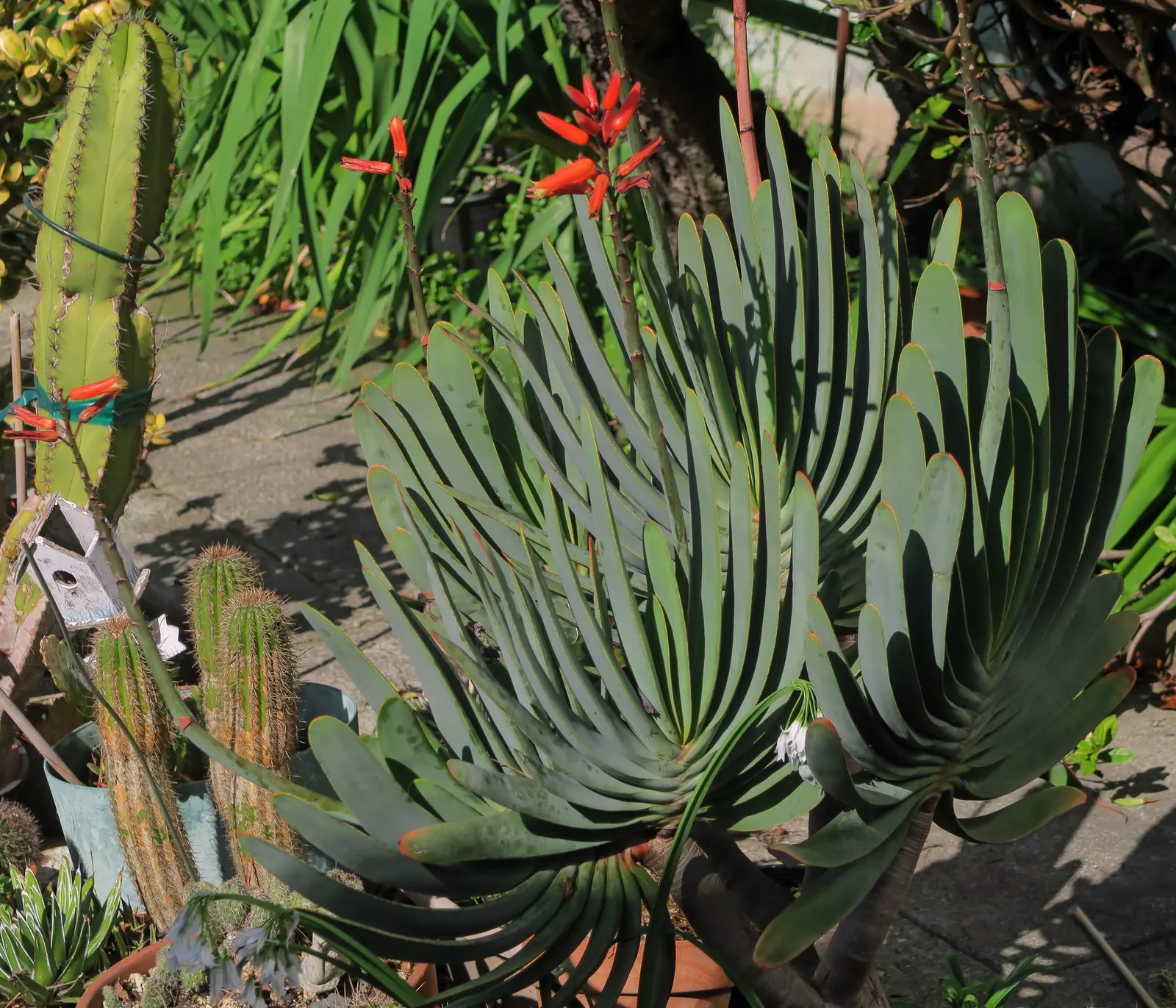 Fan Aloe (Aloe Plicatilis) — orange flowers in the garden; it typically reaches 5 to 10 feet tall and spans 4 to 6 feet wide