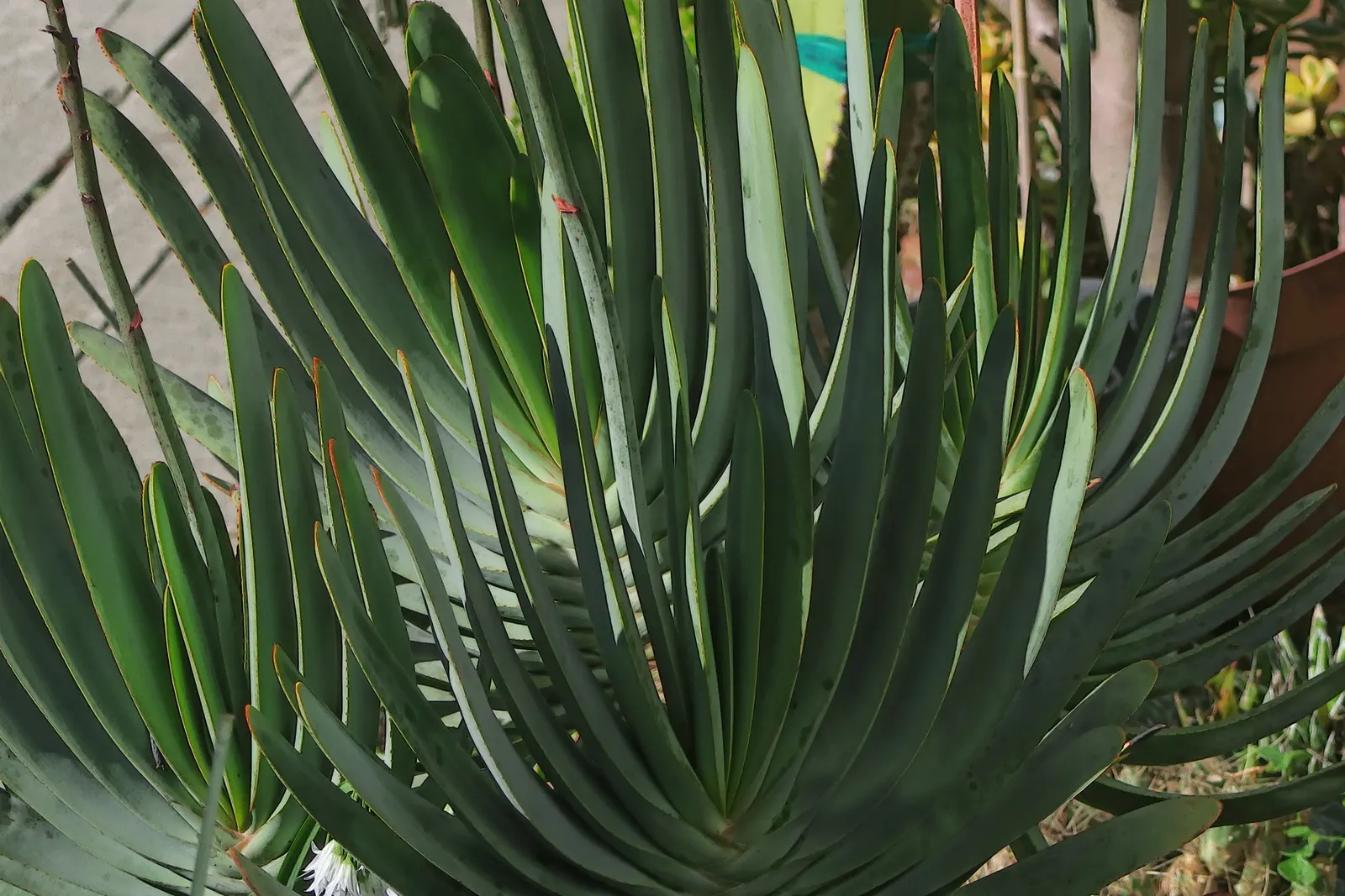 Fan Aloe (Aloe Plicatilis) — scientifically known as Aloe plicatilis; this aloe produces tall spikes of tubular, image 93