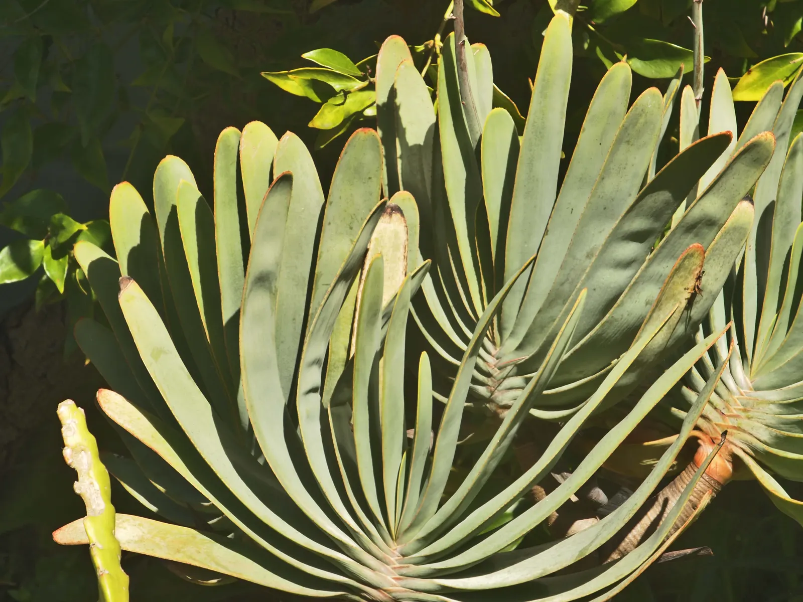 Fan Aloe (Aloe Plicatilis) — orange flowers in the garden; it typically reaches 5 to 10 feet tall and spans 4 to 6 feet wide, image 61