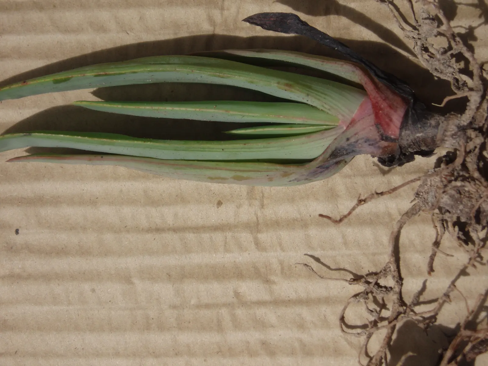 Fan Aloe (Aloe Plicatilis) — Each branch terminates in a fan-like arrangement of long, image 32