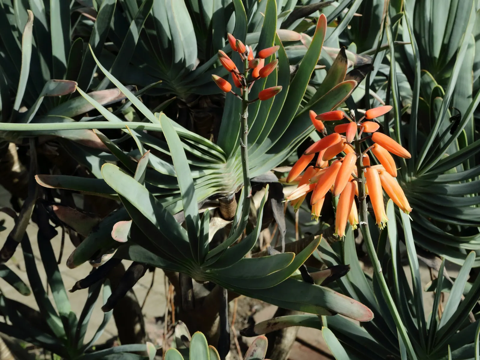 Fan Aloe (Aloe Plicatilis) — making them drought-tolerant once established.<br><br>This aloe species prefers full sun exposure; each branch, image 77