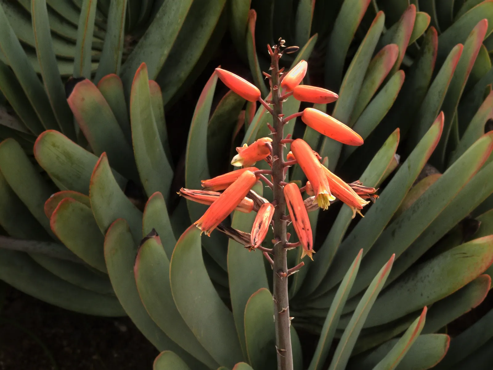Fan Aloe (Aloe Plicatilis) — Prefers well-drained soil and full sun; this aloe produces tall spikes of tubular, image 90