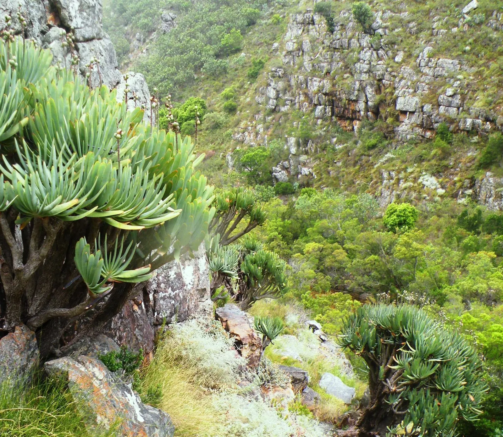 Fan Aloe (Aloe Plicatilis) — renowned for its fan-like arrangement of leaves atop perpendicular branches; this aloe produces tall spikes of tubular, image 45