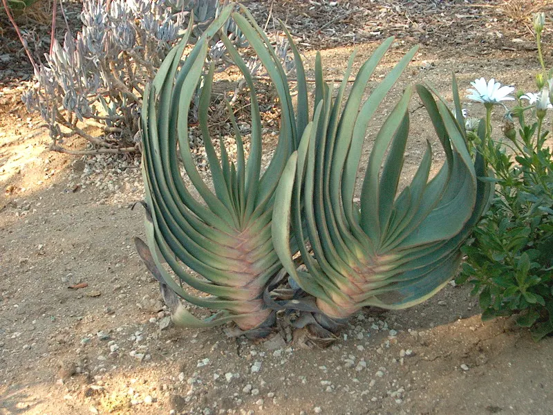 Fan Aloe (Aloe Plicatilis) — is a distinctive succulent tree; each branch terminates in a fan-like arrangement of long, image 44