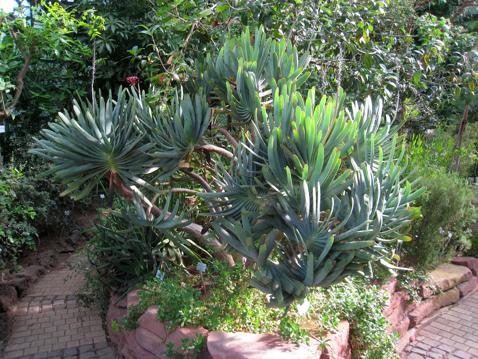 Fan Aloe (Aloe Plicatilis) — Hardy to about 30&deg;F, it's water-wise and requires low maintenance; it typically reaches 5 to 10 feet tall and, image 49