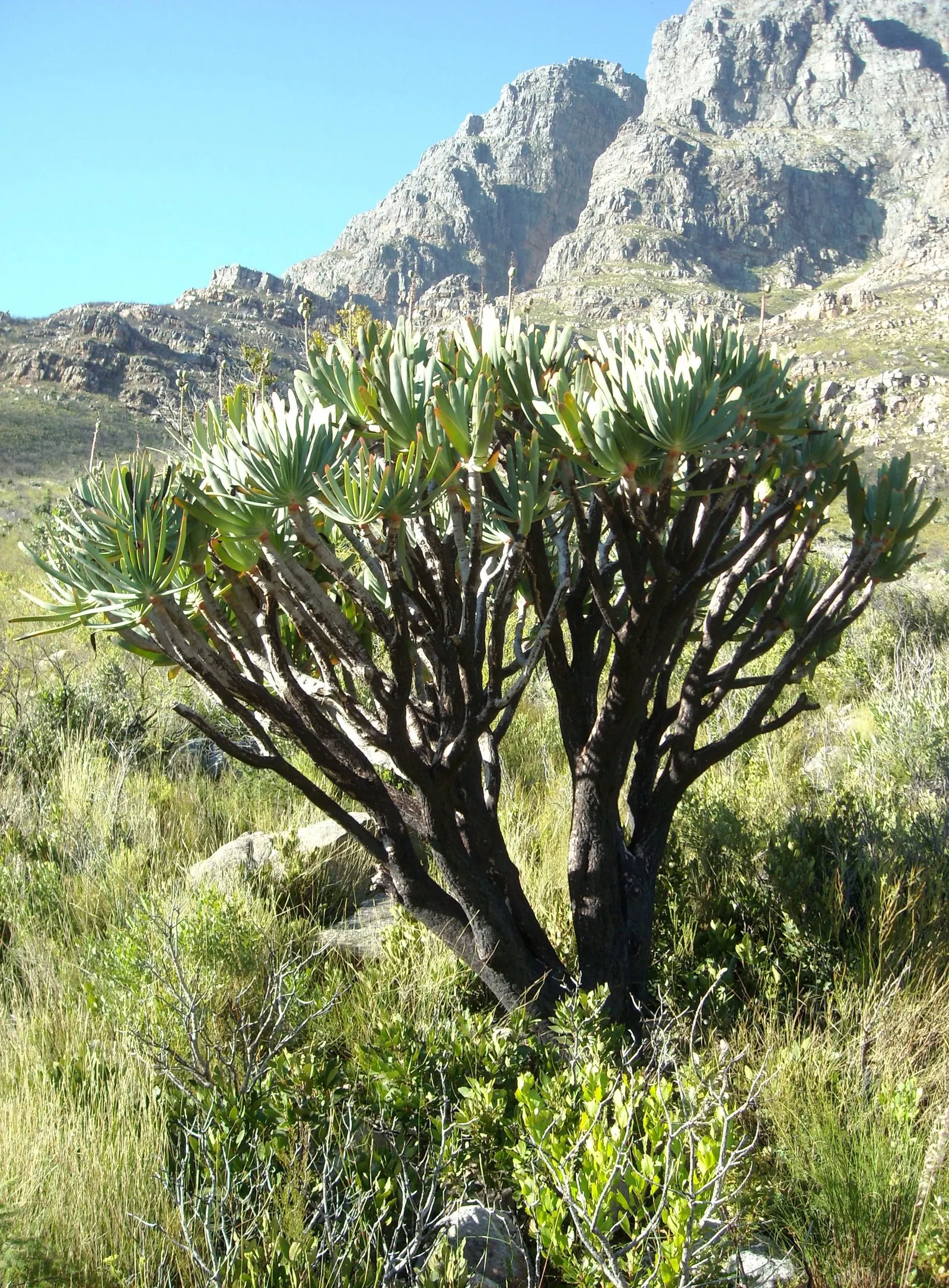Fan Aloe (Aloe Plicatilis) — rising from the middle of the leaf rosette; each branch terminates in a fan-like arrangement of long, image 59