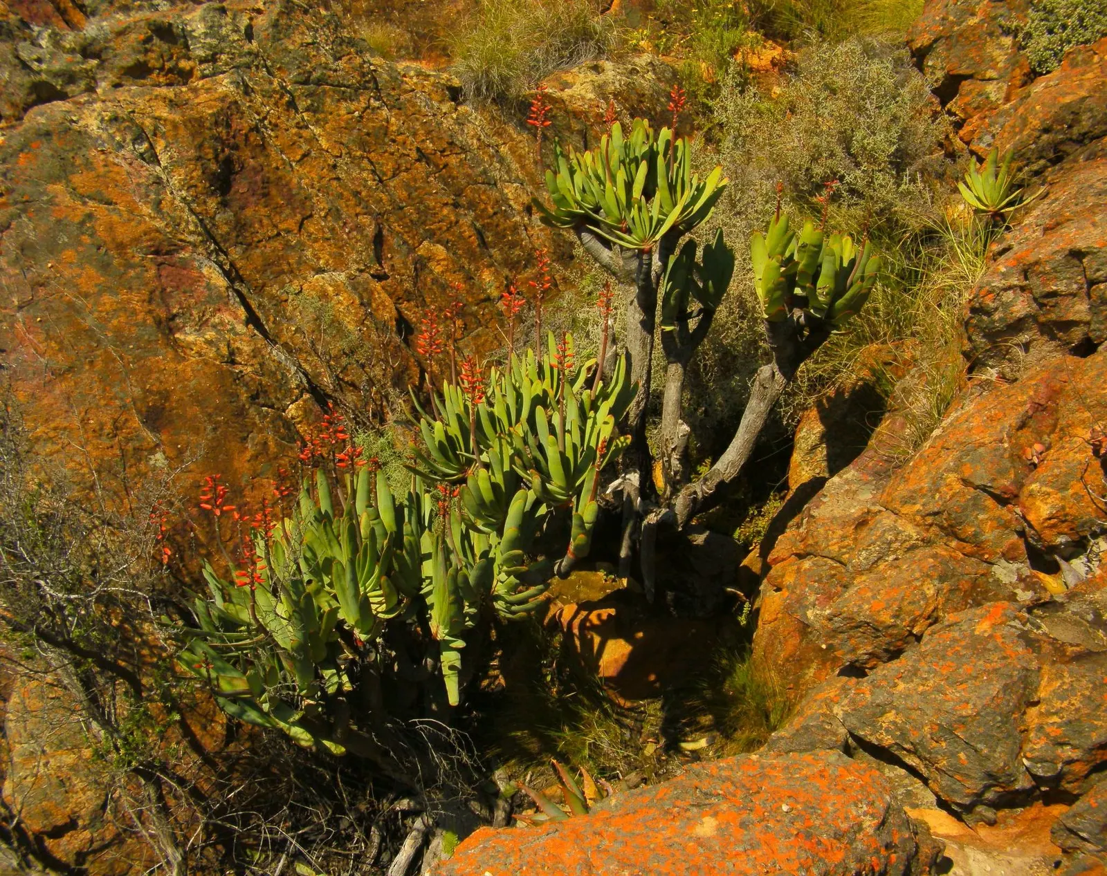 Fan Aloe (Aloe Plicatilis) — commonly known as Fan Aloe; it typically reaches 5 to 10 feet tall and spans 4 to 6 feet wide, image 64