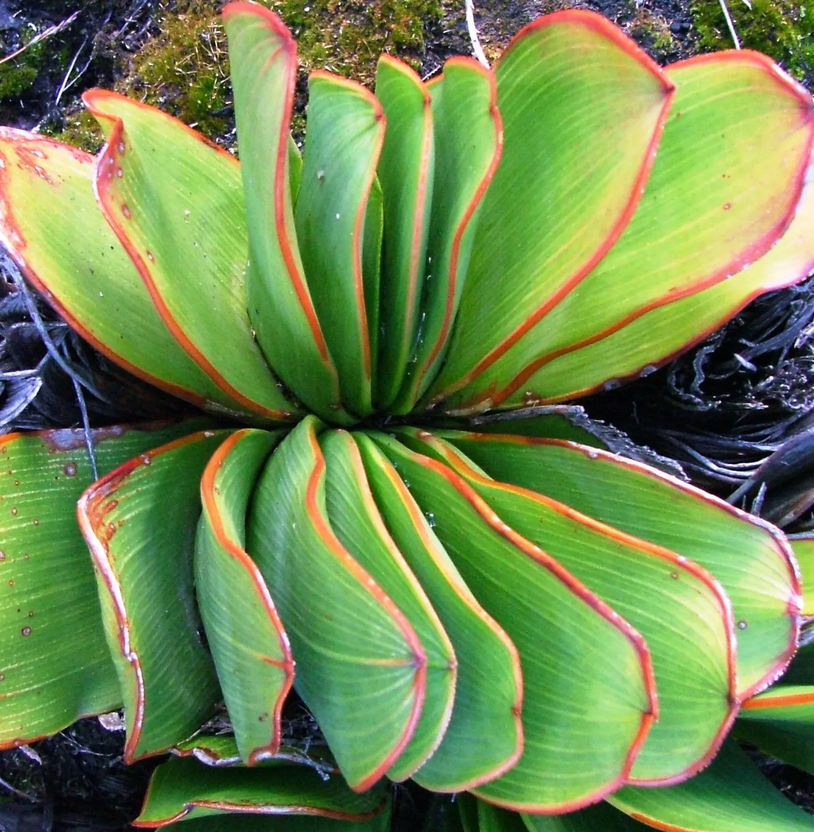 Fan Aloe (Aloe Plicatilis) — flat leaves that can grow up to 2 feet in length and about 1.5 inches in width; this aloe produces tall spikes of, image 75