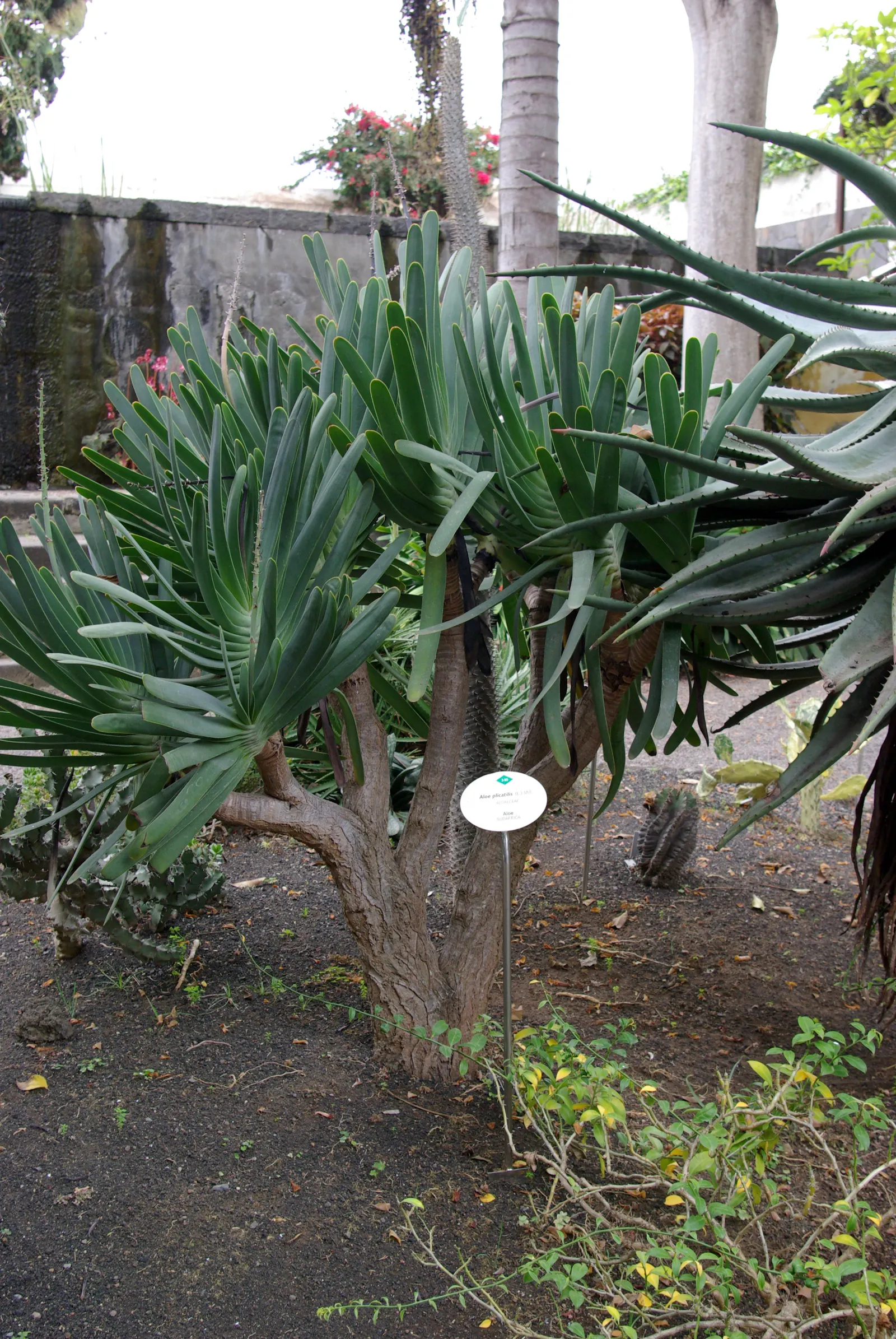 Fan Aloe (Aloe Plicatilis) — thriving in well-drained soil with minimal supplemental watering necessary after its root system has developed; this, image 57