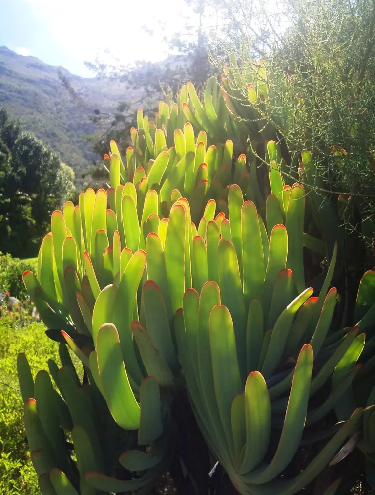 Fan Aloe (Aloe Plicatilis) — shrub / succulent with orange blooms; each branch terminates in a fan-like arrangement of long, image 62