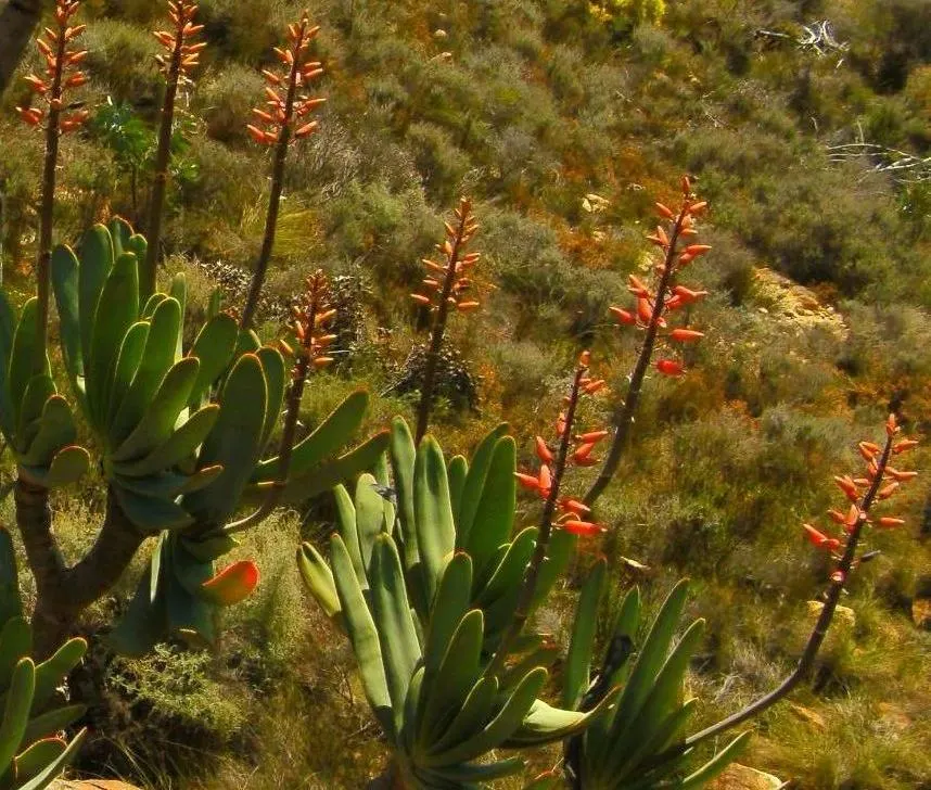 Fan Aloe (Aloe Plicatilis) — Prefers well-drained soil and full sun; this aloe produces tall spikes of tubular, image 48