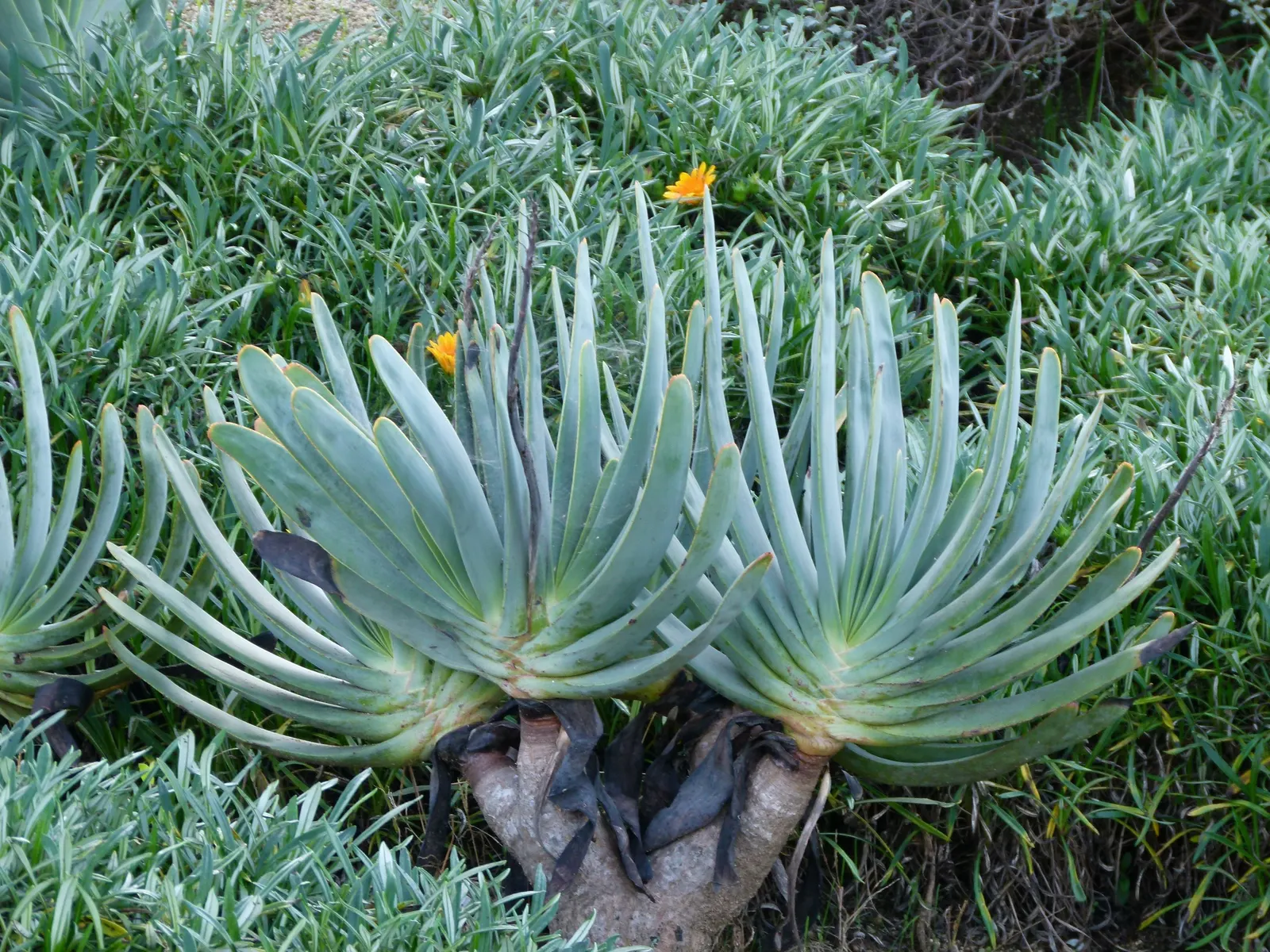 Fan Aloe (Aloe Plicatilis) — is a distinctive succulent tree; each branch terminates in a fan-like arrangement of long, image 65