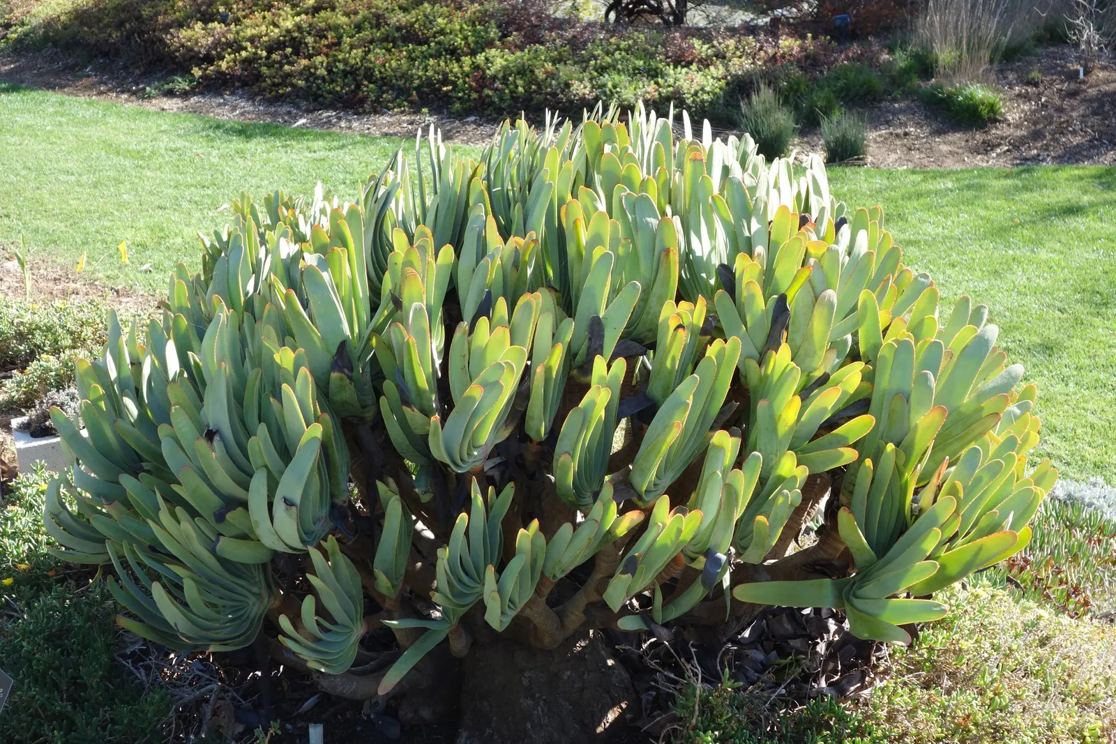 Fan Aloe (Aloe Plicatilis) — Originating from the mountainous regions of South Africa; it typically reaches 5 to 10 feet tall and spans 4 to 6 feet, image 52