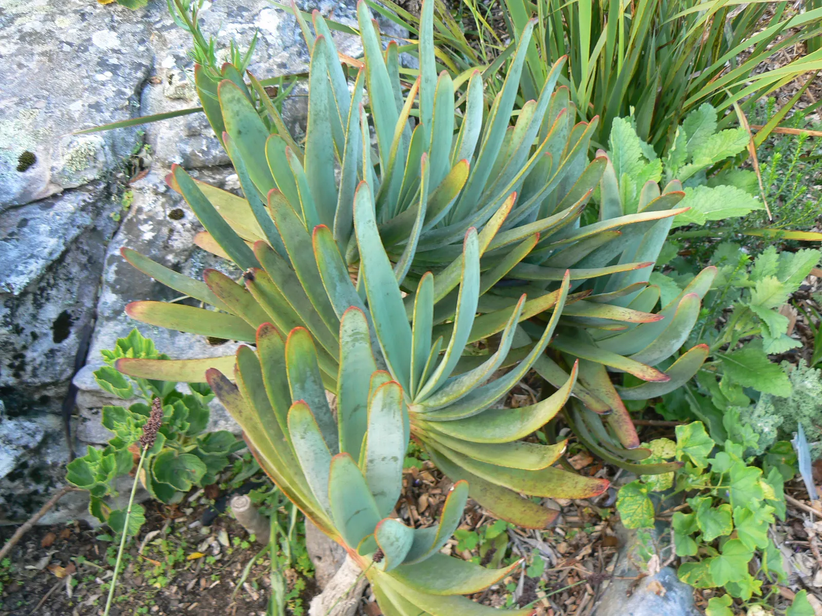 Fan Aloe (Aloe Plicatilis) — shrub / succulent for full or half or shade; this aloe produces tall spikes of tubular, image 63
