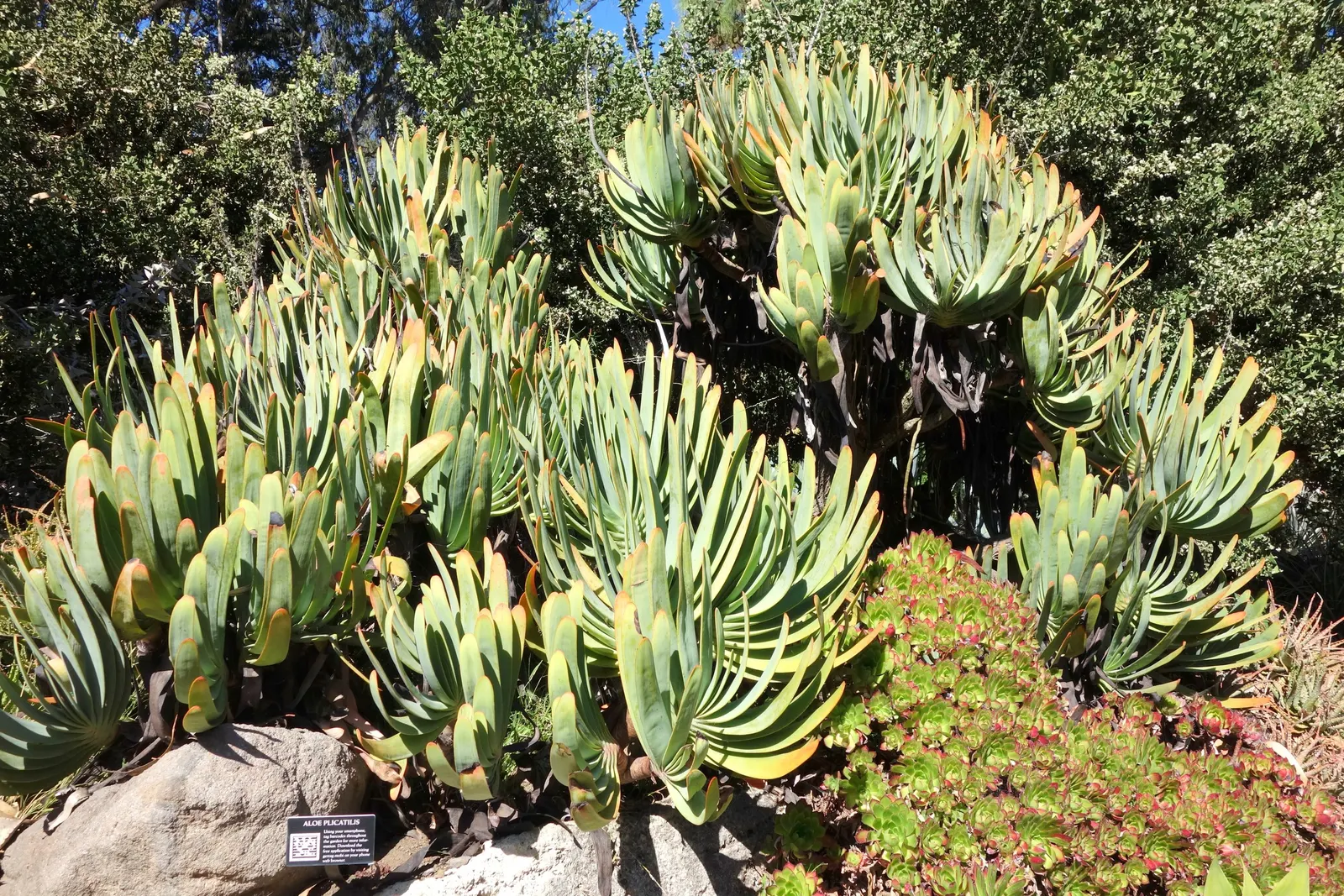 Fan Aloe (Aloe Plicatilis) — This unique aloe presents reddish-orange blooms during late winter to spring; each branch terminates in a fan-like, image 47