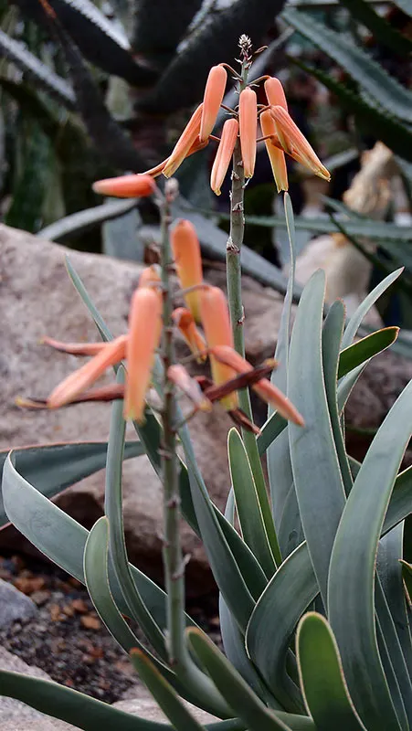 Fan Aloe (Aloe Plicatilis) — It typically reaches 5 to 10 feet tall and spans 4 to 6 feet wide, image 67