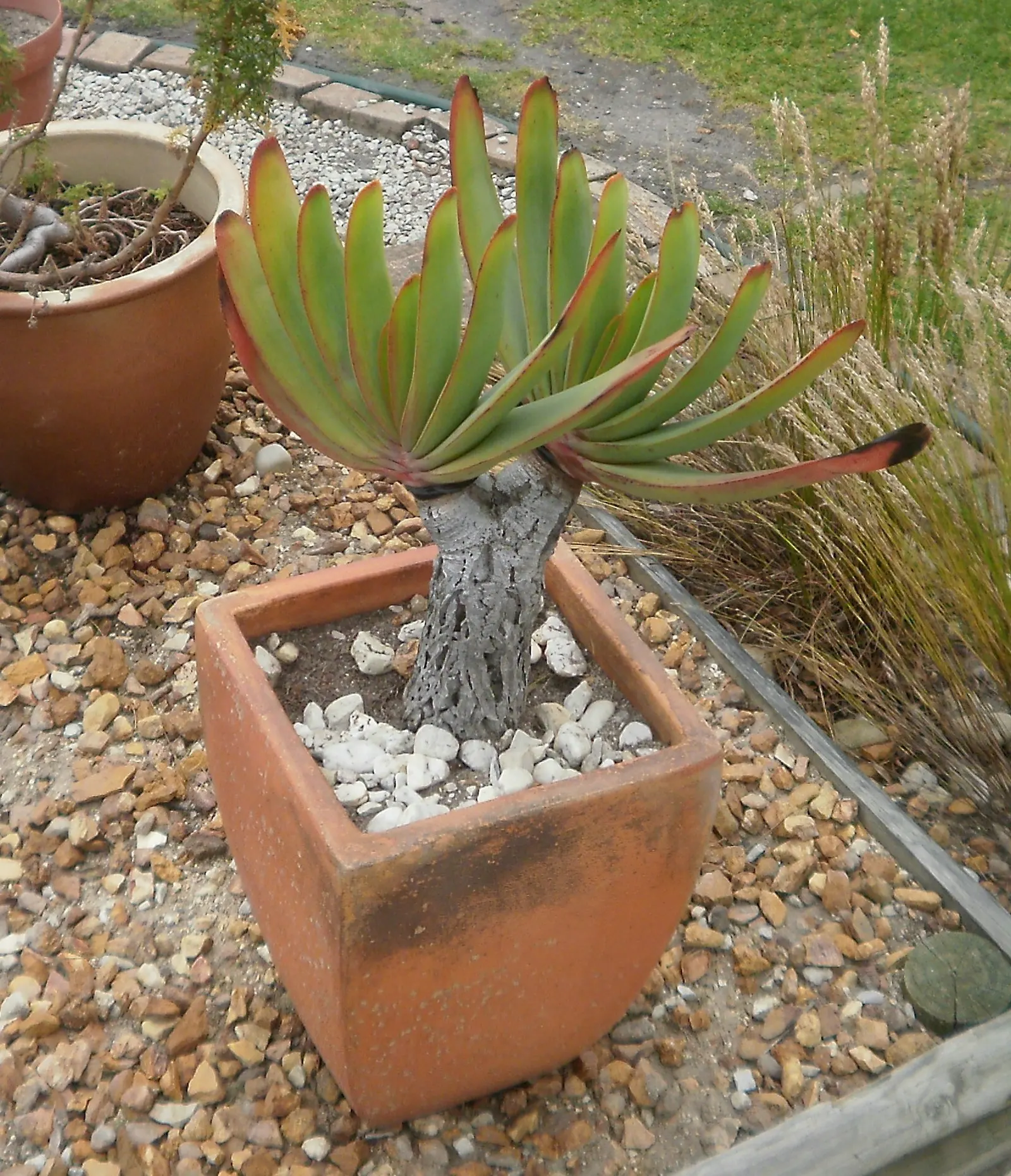 Fan Aloe (Aloe Plicatilis) — Each branch terminates in a fan-like arrangement of long, image 74