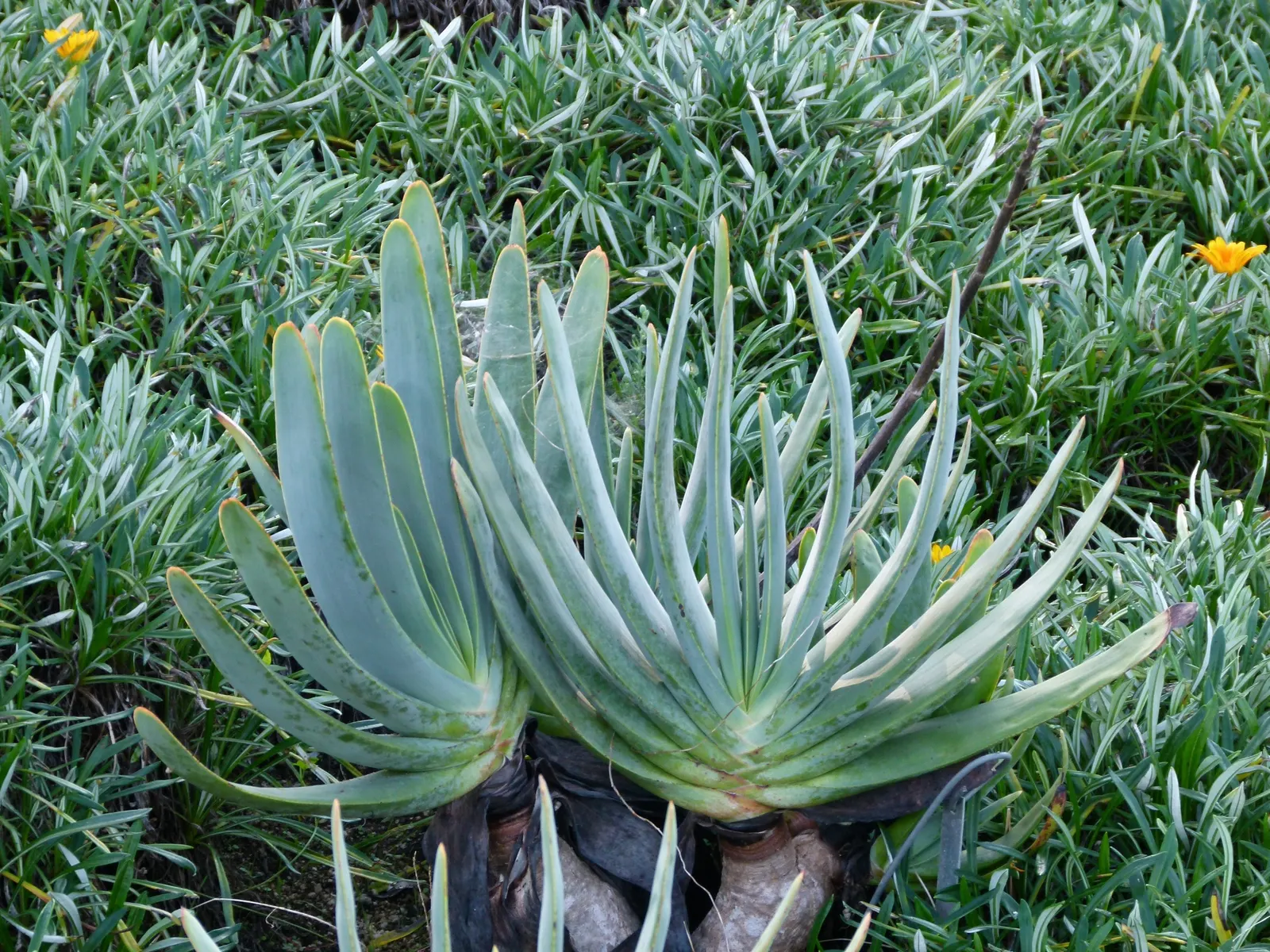 Fan Aloe (Aloe Plicatilis) — This unique aloe presents reddish-orange blooms during late winter to spring