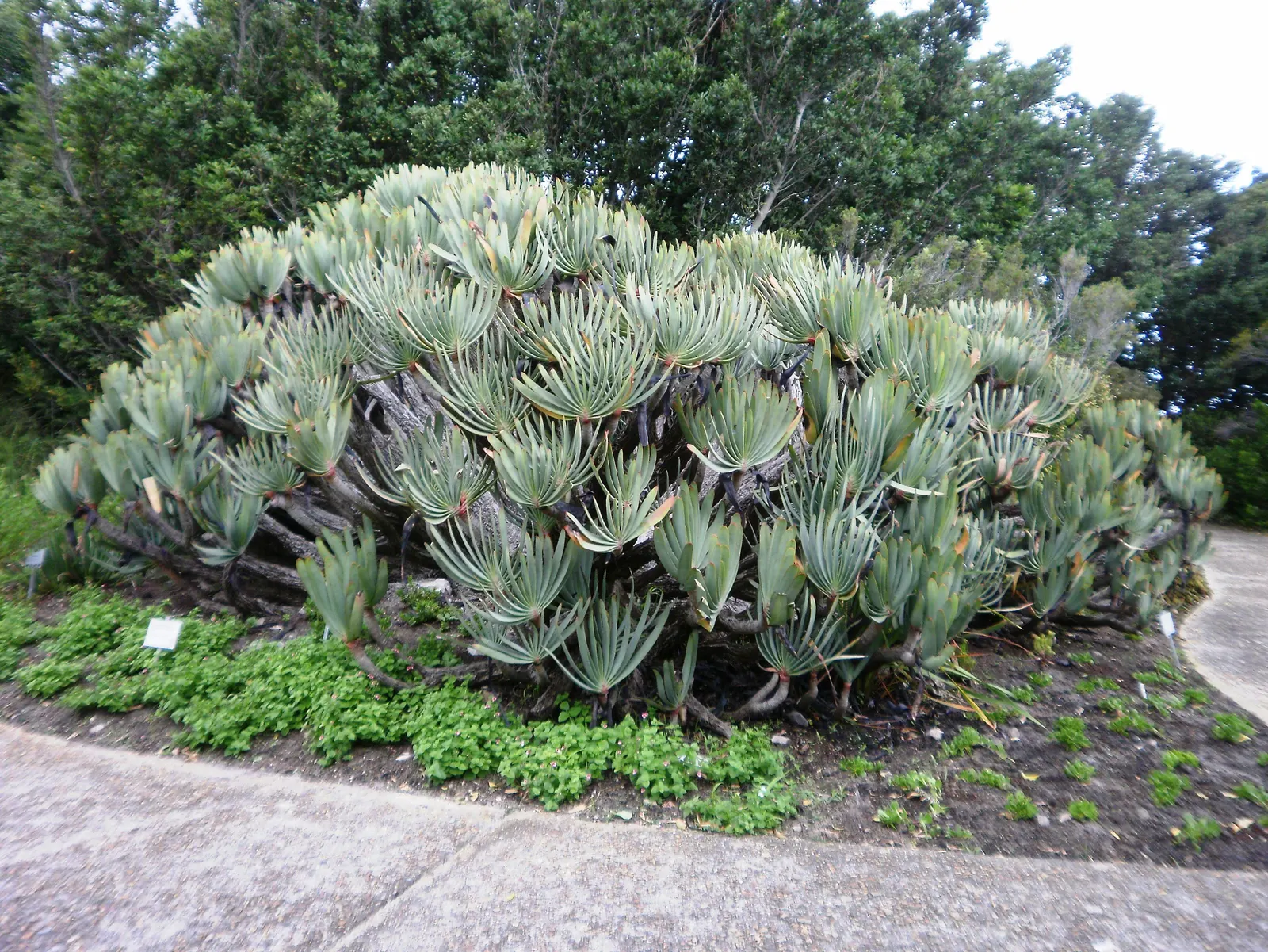 Fan Aloe (Aloe Plicatilis) — Hardiness is a consideration; it typically reaches 5 to 10 feet tall and spans 4 to 6 feet wide