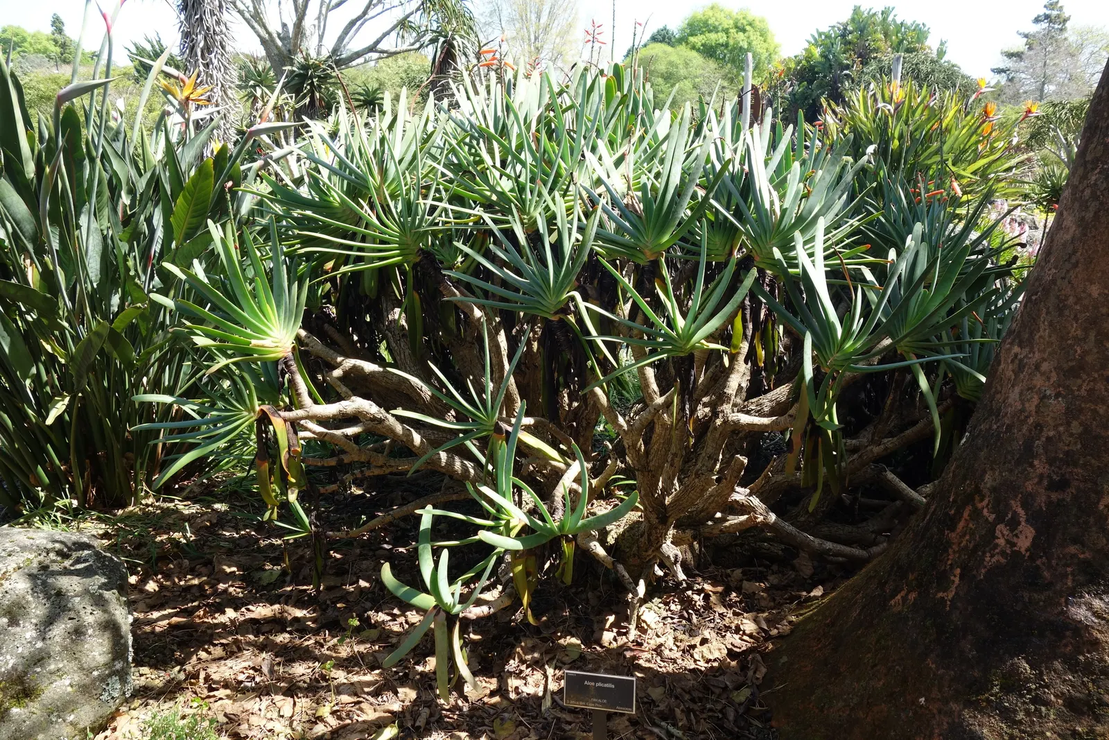 Fan Aloe (Aloe Plicatilis) — It typically reaches 5 to 10 feet tall and spans 4 to 6 feet wide, image 46