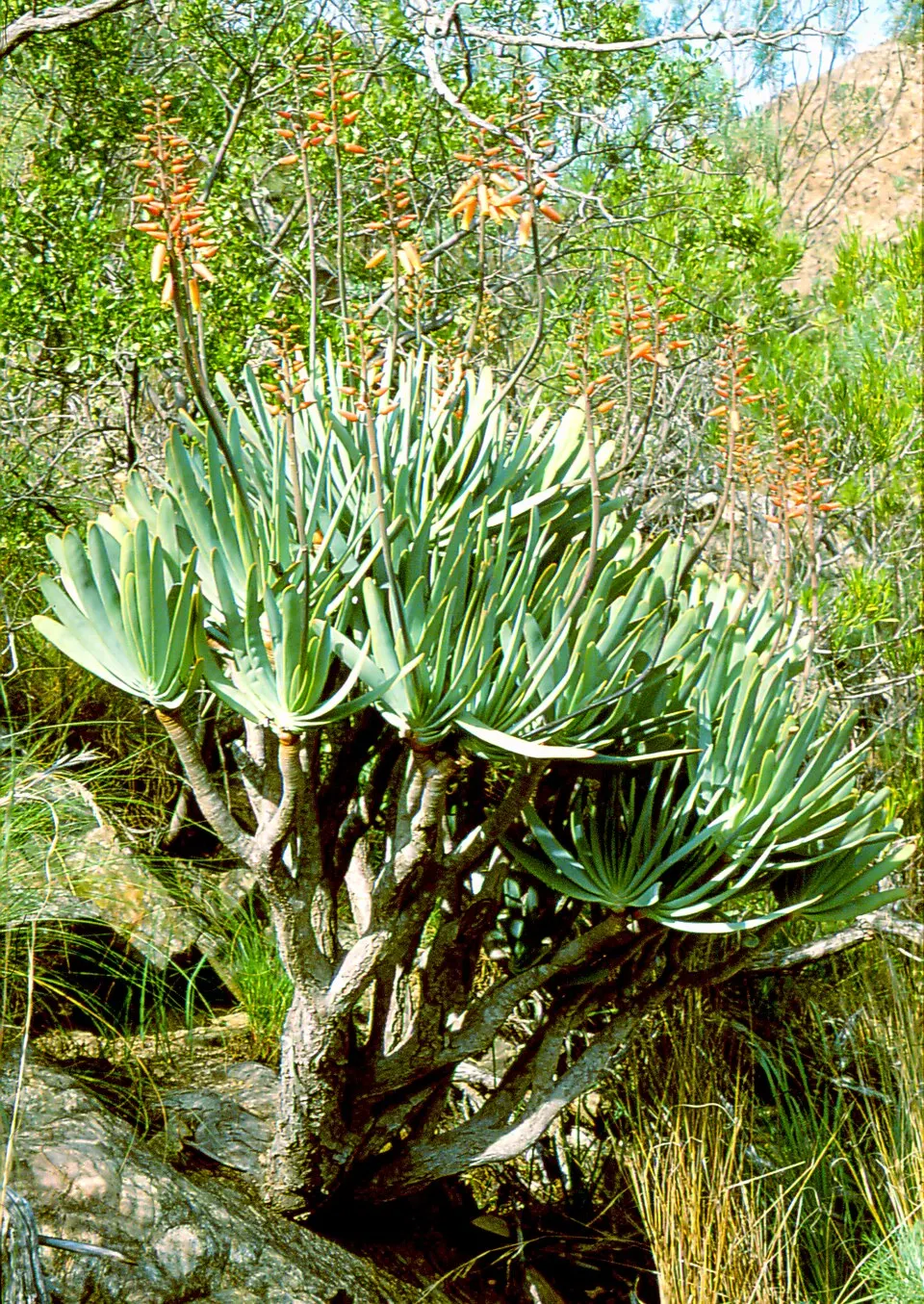 Fan Aloe (Aloe Plicatilis) — this aloe produces tall spikes of tubular, image 81
