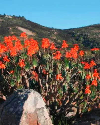 Fan Aloe (Aloe Plicatilis) — Hardy to about 30&deg;F, it's water-wise and requires low maintenance; it typically reaches 5 to 10 feet tall and, image 70
