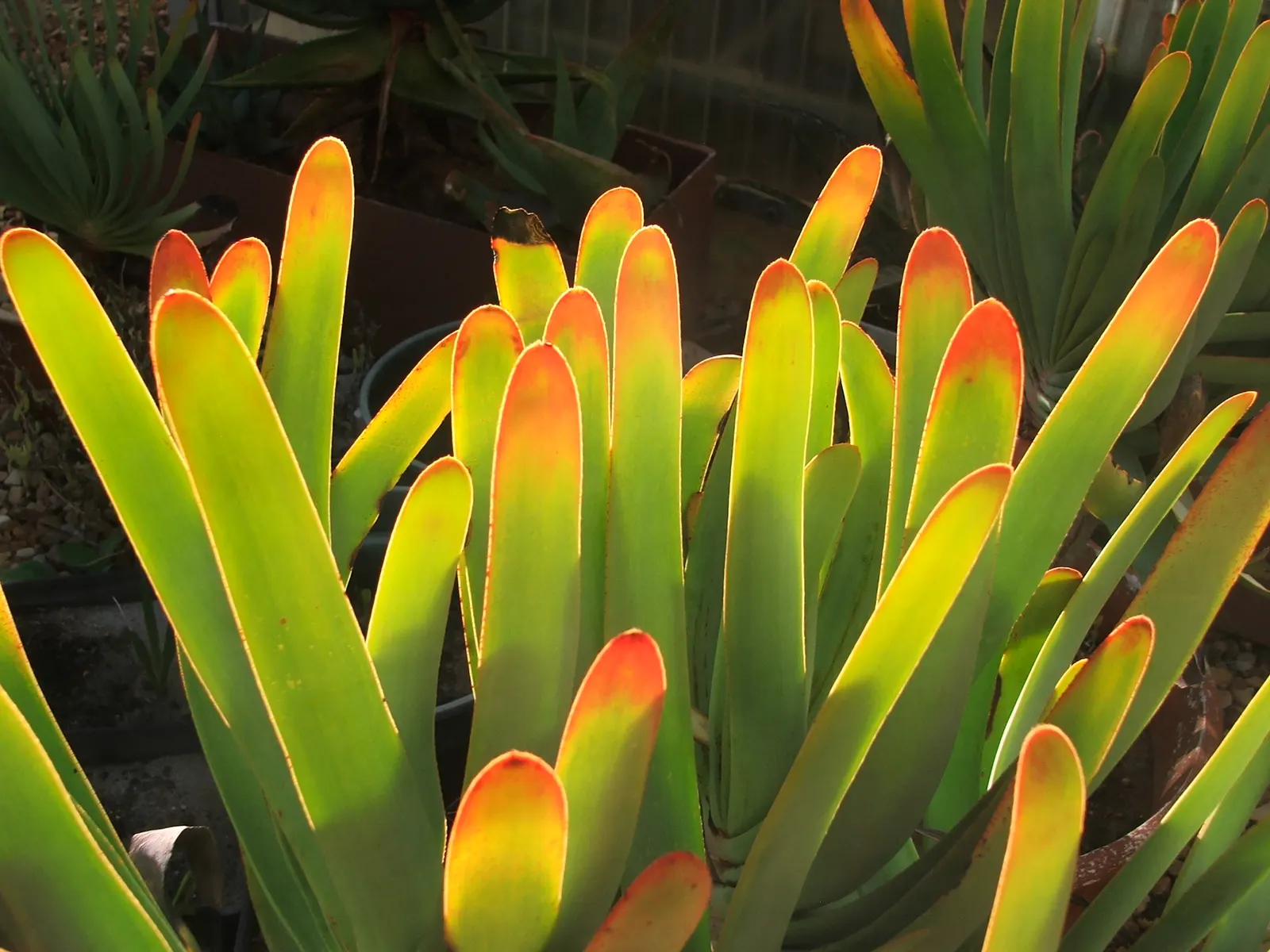 Fan Aloe (Aloe Plicatilis) — Hardiness is a consideration; it typically reaches 5 to 10 feet tall and spans 4 to 6 feet wide, image 58