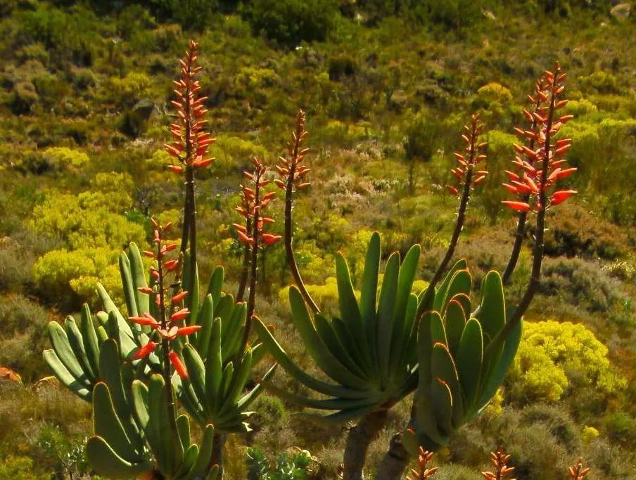 Fan Aloe (Aloe Plicatilis) — commonly known as Fan Aloe