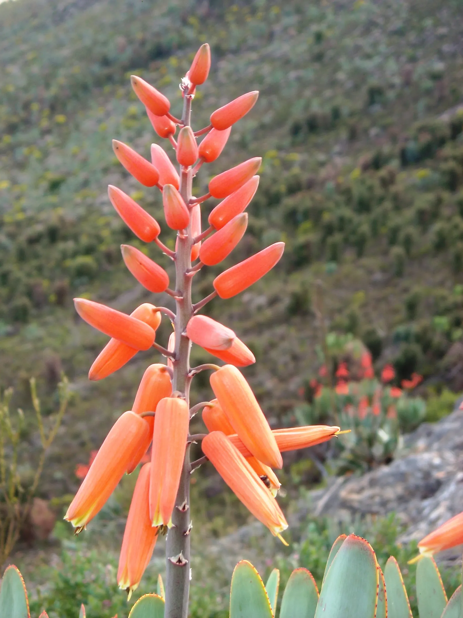 Fan Aloe (Aloe Plicatilis) — making them drought-tolerant once established.<br><br>This aloe species prefers full sun exposure; each branch, image 56
