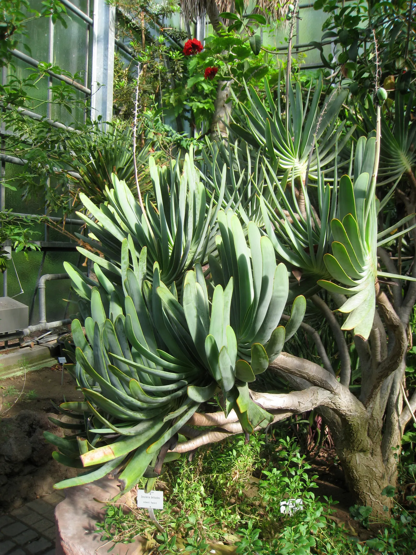 Fan Aloe (Aloe Plicatilis) — shrub / succulent with orange blooms; each branch terminates in a fan-like arrangement of long