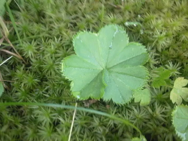 Lady's Mantle (Alchemilla Sp.) — yellow-green flowers bloom from late spring to early summer