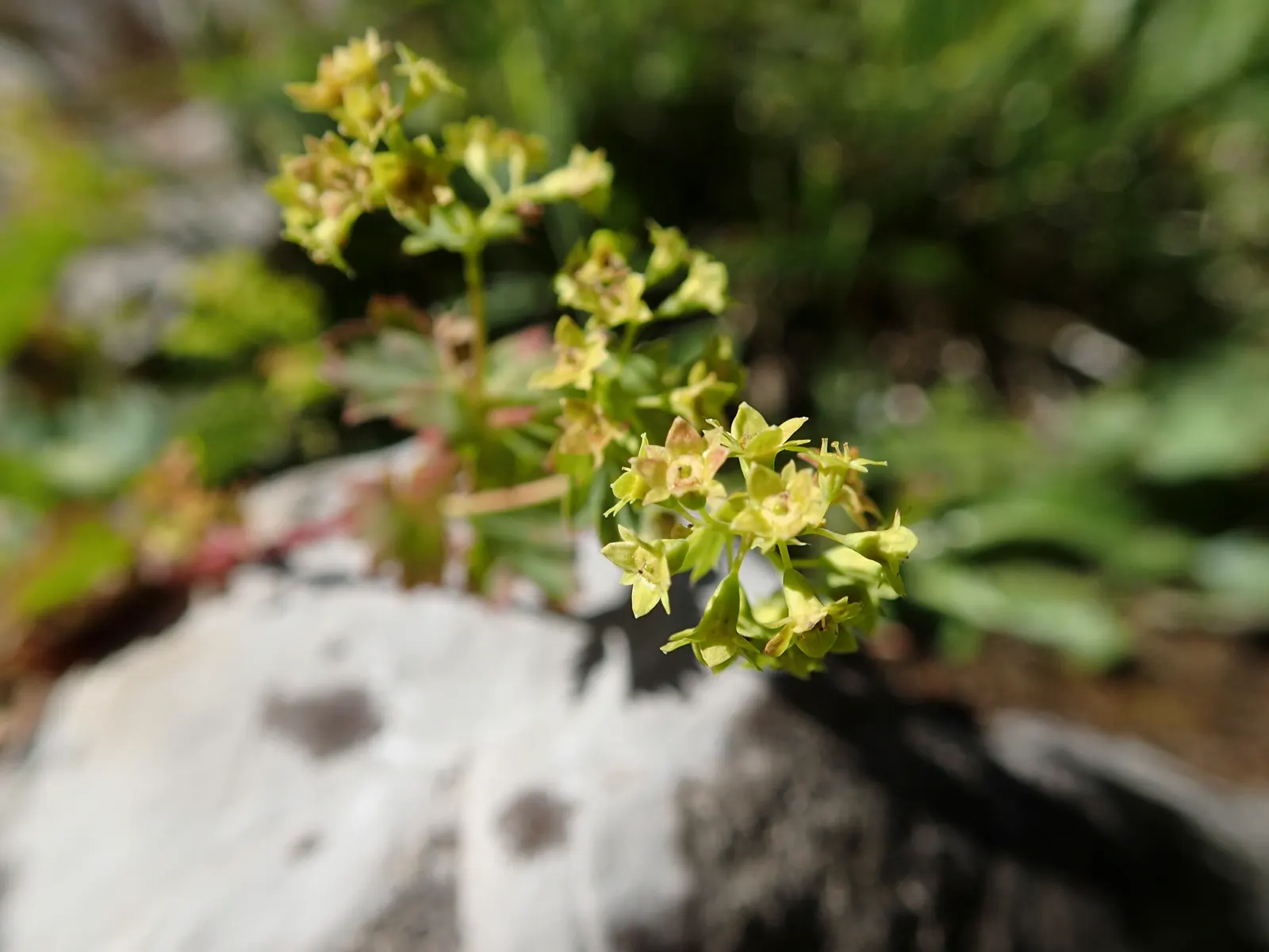 Lady's Mantle (Alchemilla Sp.) — this plant is known for its scalloped