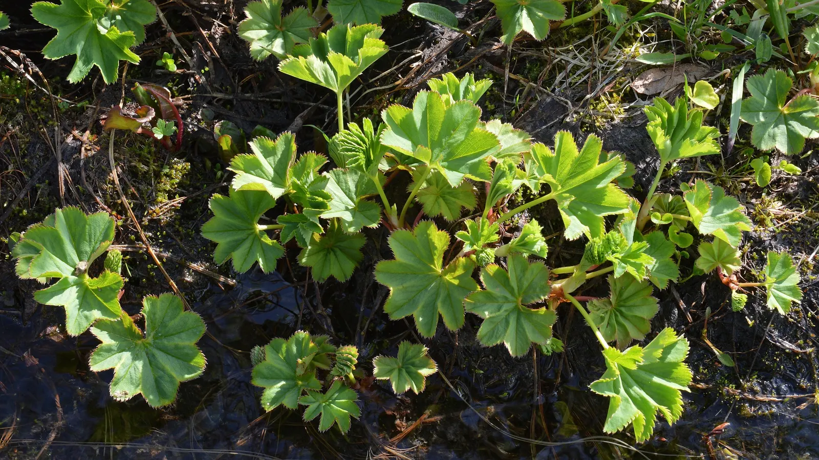 Lady's Mantle (Alchemilla Sp.) — creating a sparkling effect in the morning sunlight