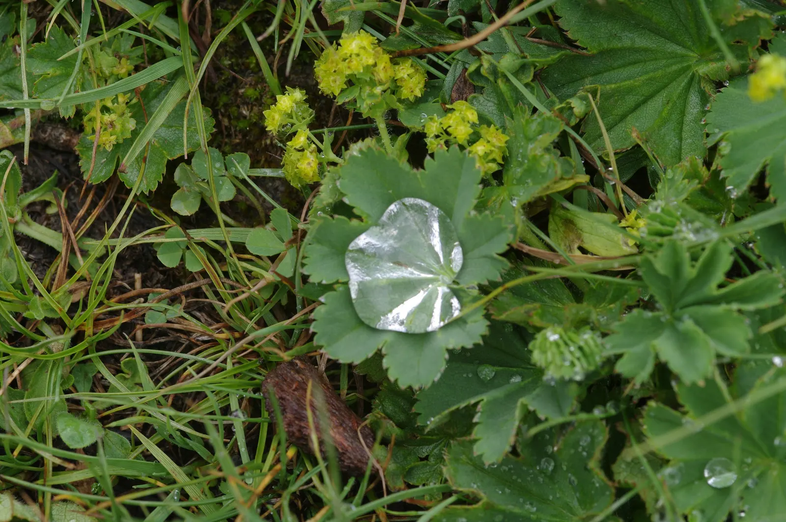 Lady's Mantle (Alchemilla Sp.) — adding a delicate texture to borders and groundcover