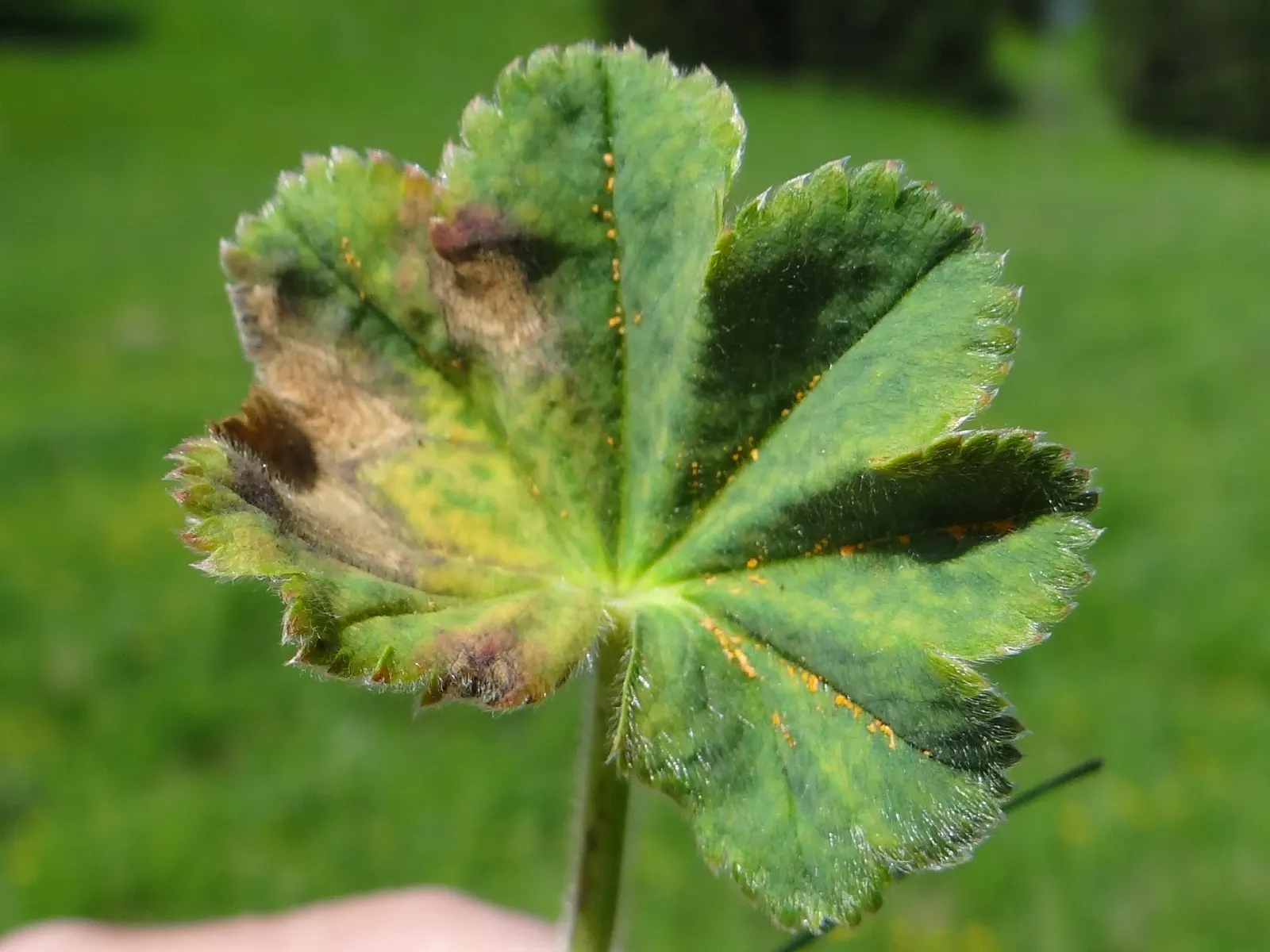Lady's Mantle (Alchemilla Sp.) — velvety green leaves that collect dewdrops
