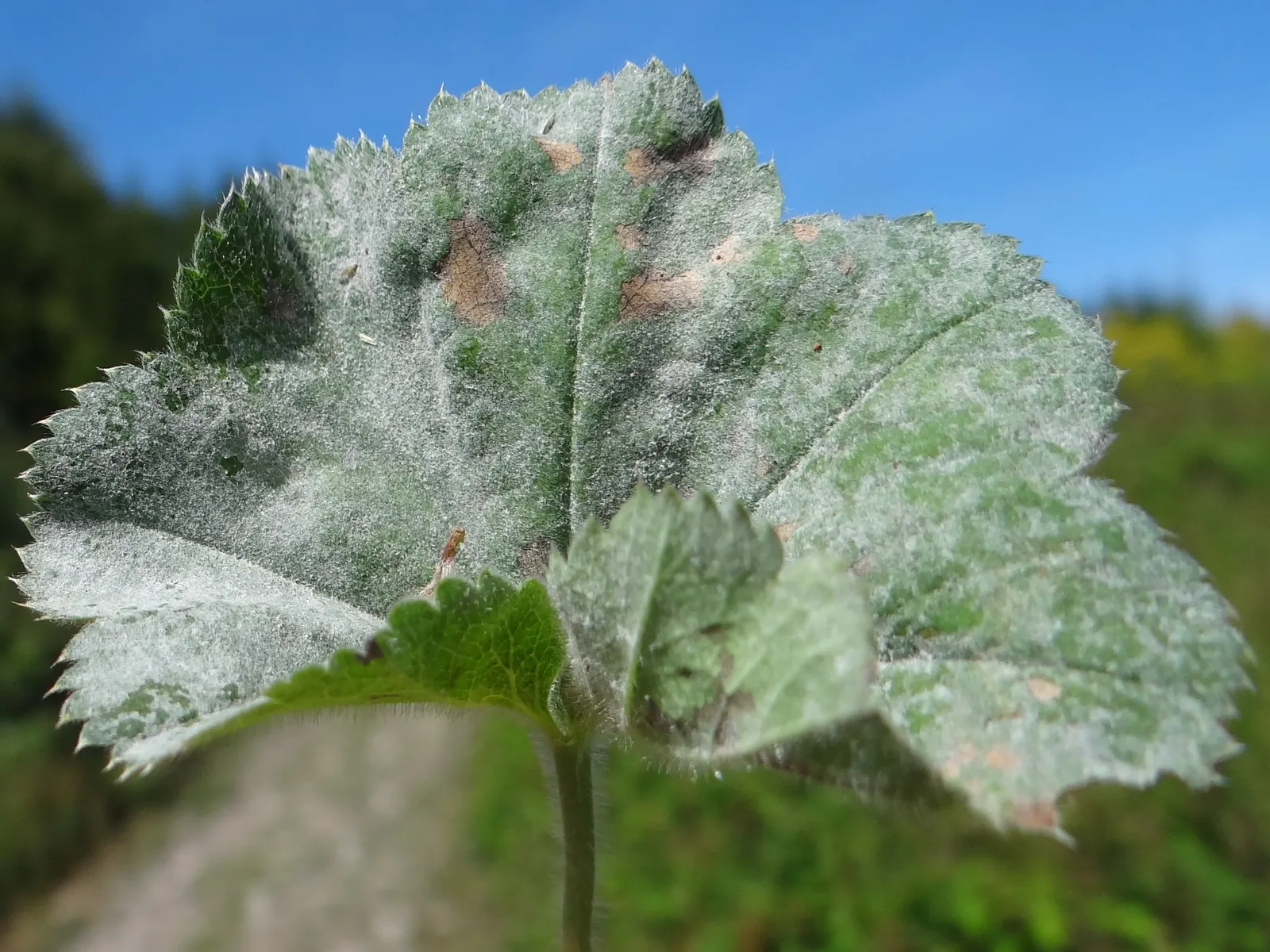 Lady's Mantle (Alchemilla Sp.) — though consistent watering will promote lush foliage.<br><br>Ideal for border fronts
