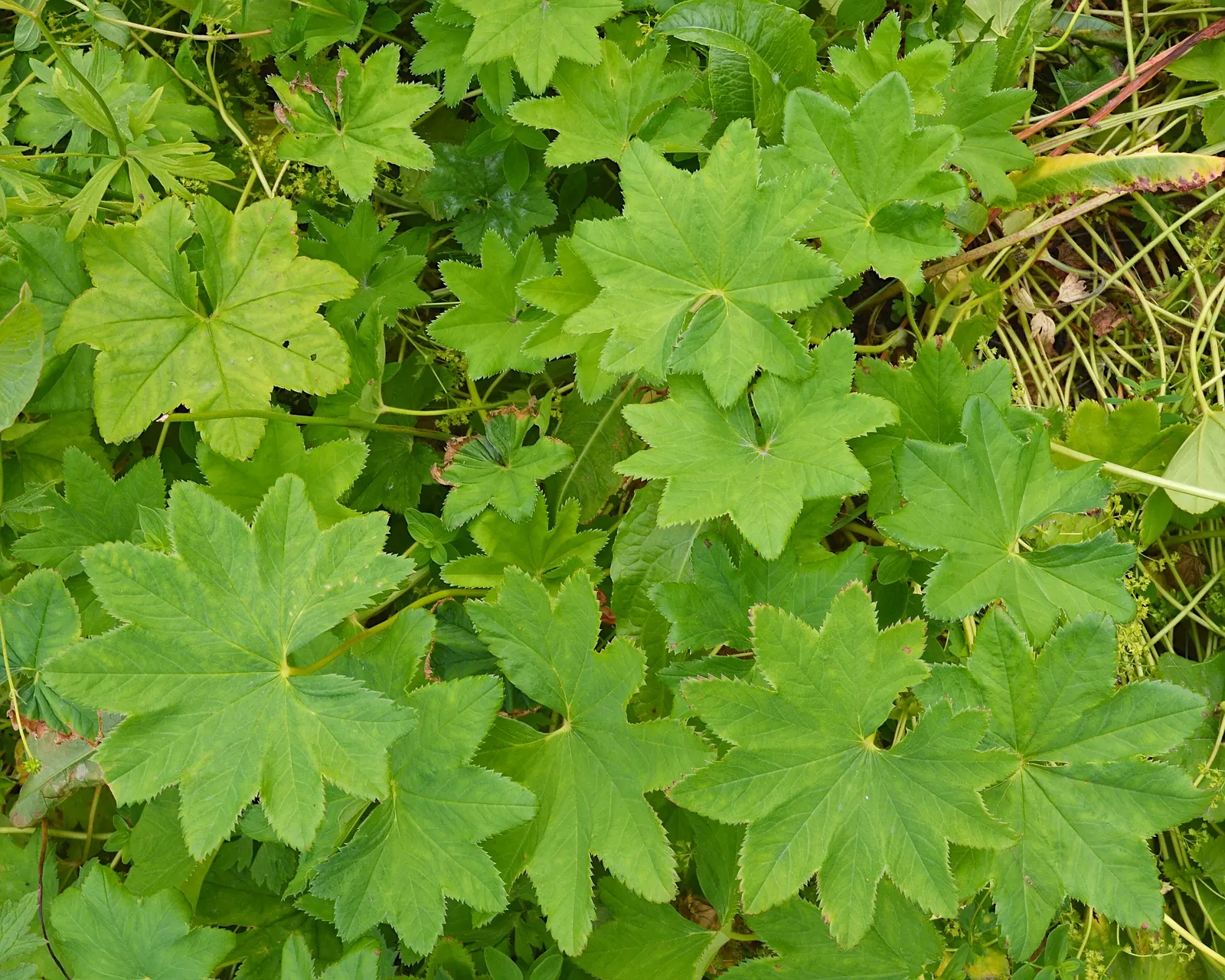 Lady's Mantle (Alchemilla Sp.) — it appreciates some afternoon shade to prevent scorching