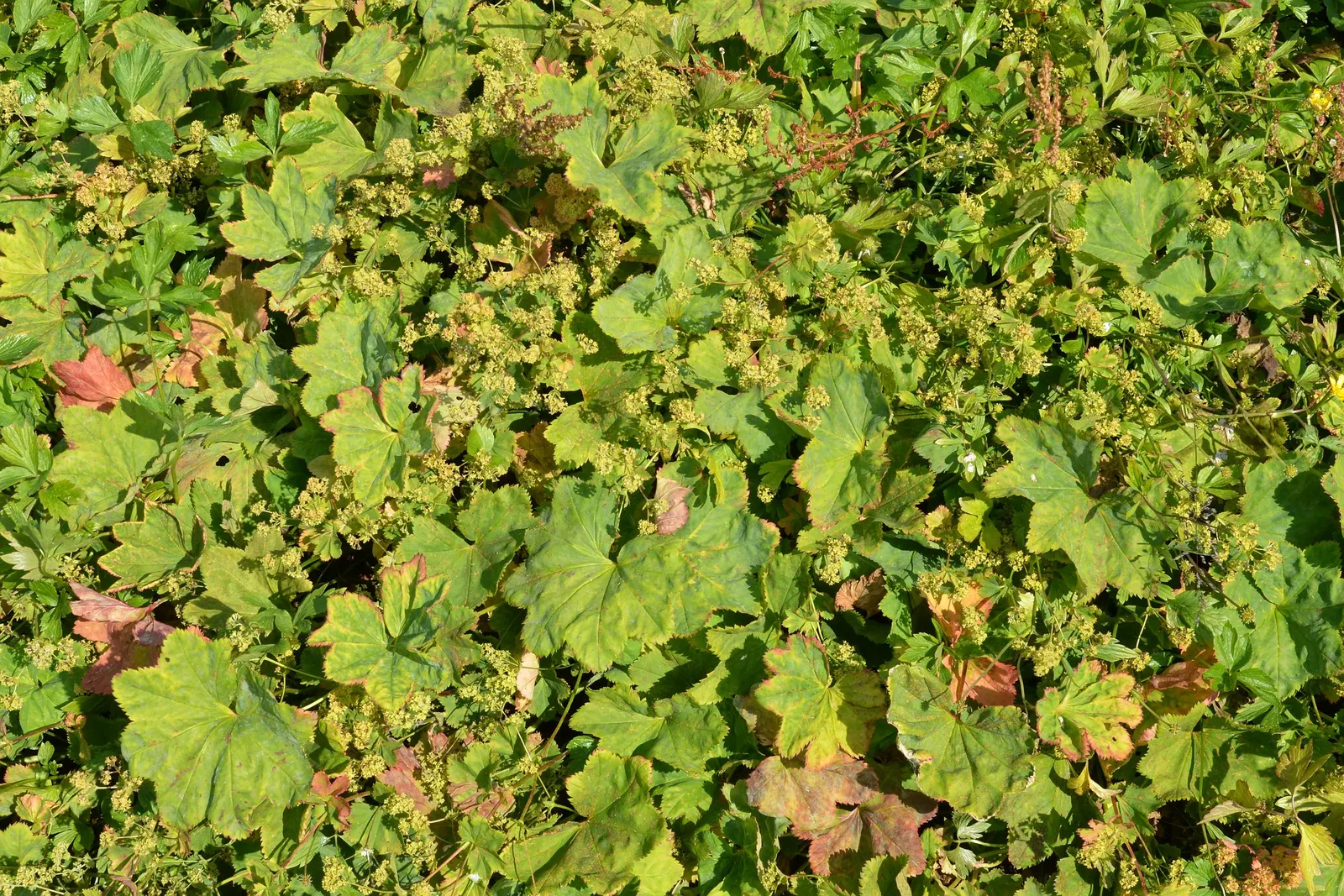 Lady's Mantle (Alchemilla Sp.) — It adapts well to a variety of well-drained soils but prefers a moist