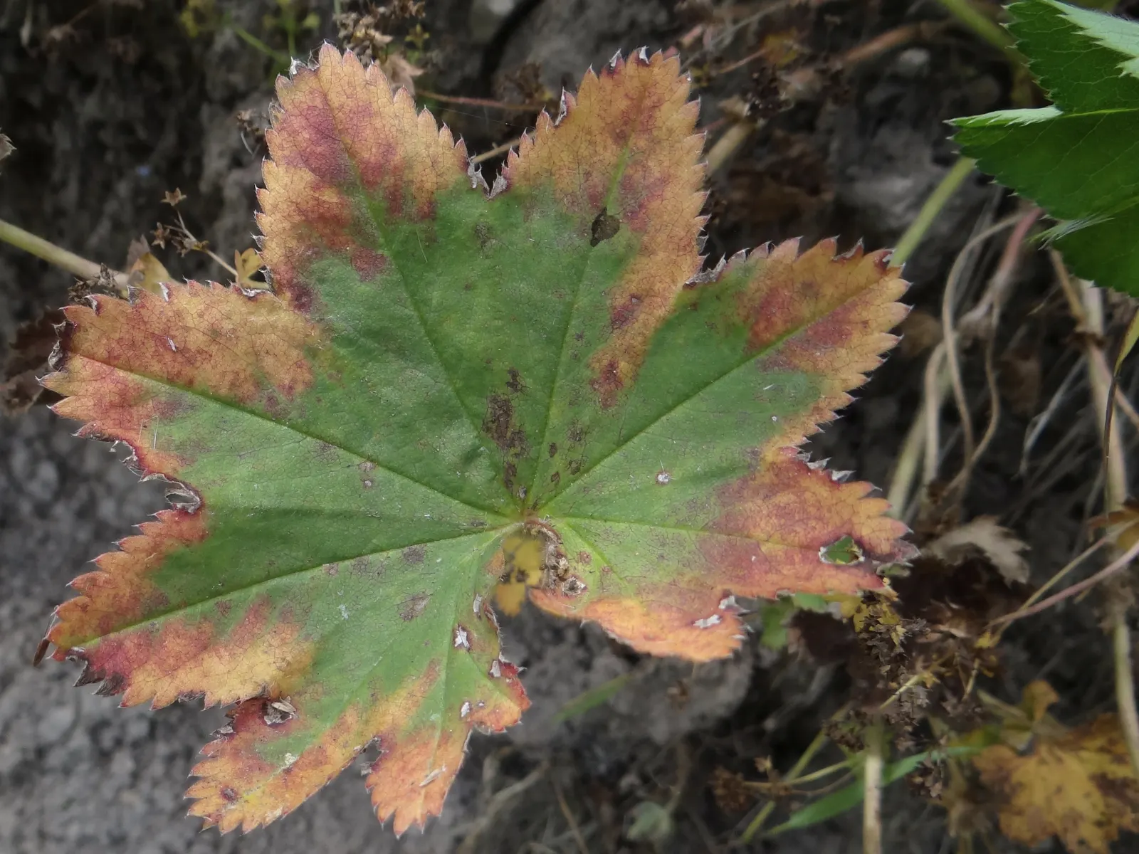 Lady's Mantle (Alchemilla Sp.) — fertile setting with a pH range from slightly acidic to neutral