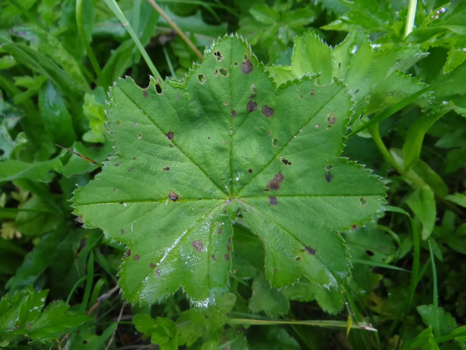Lady's Mantle (Alchemilla Sp.) — Its airy clusters of tiny