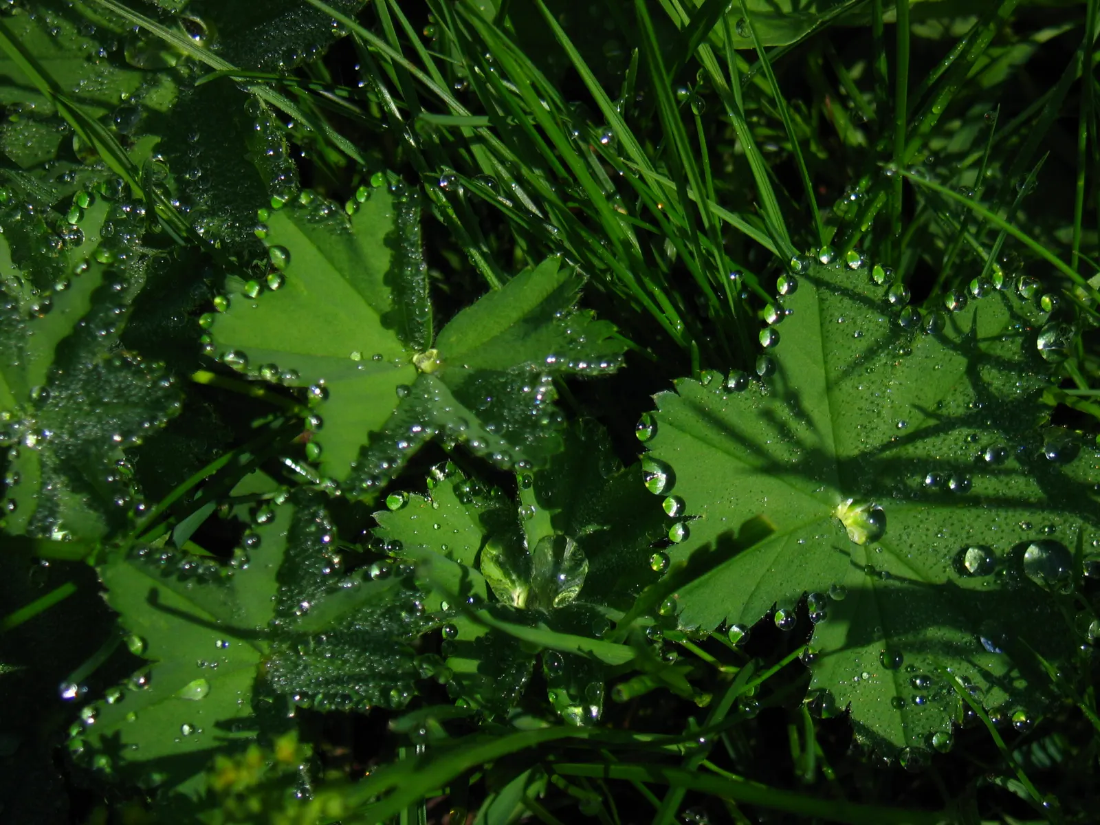 Lady's Mantle (Alchemilla Sp.) — Hardy and low-maintenance, it's an enchanting addition to any garden design