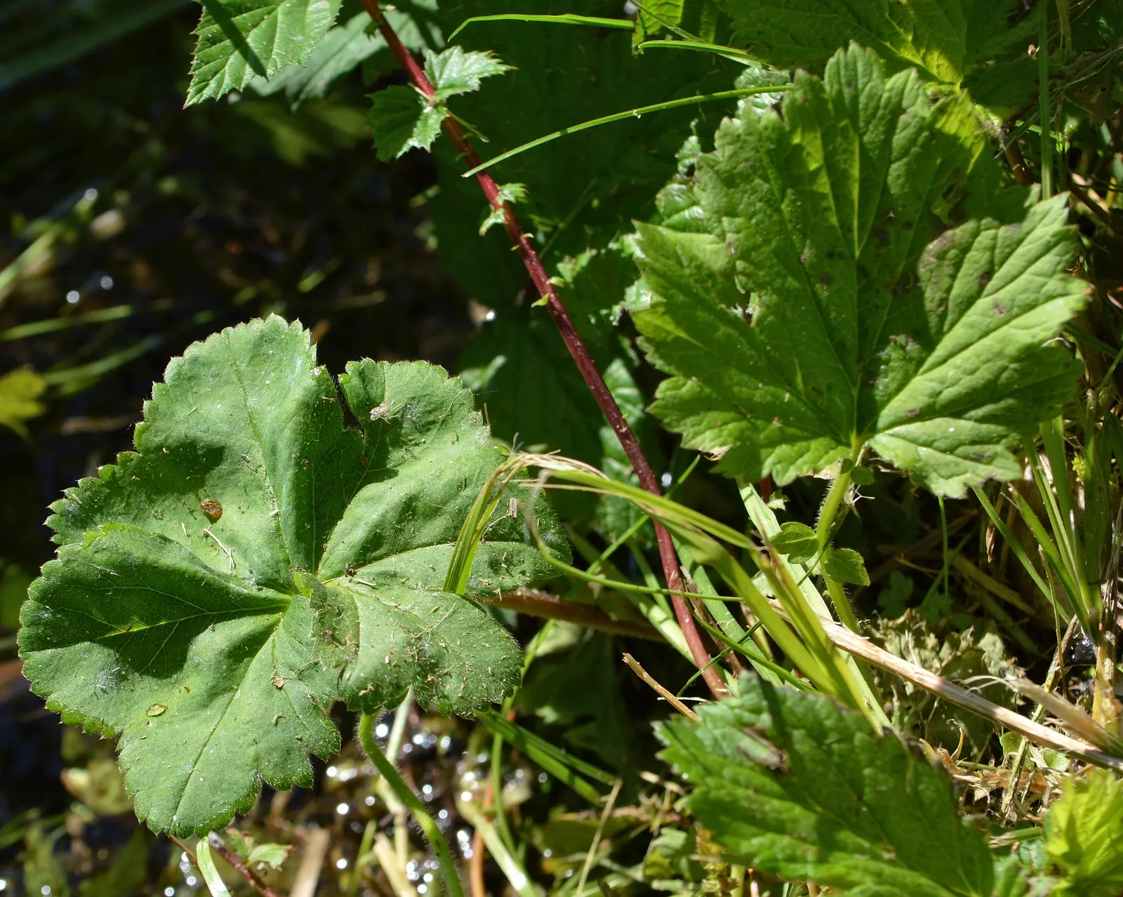 Lady's Mantle (Alchemilla Sp.) — Lady's Mantle thrives in full to partial sun exposure